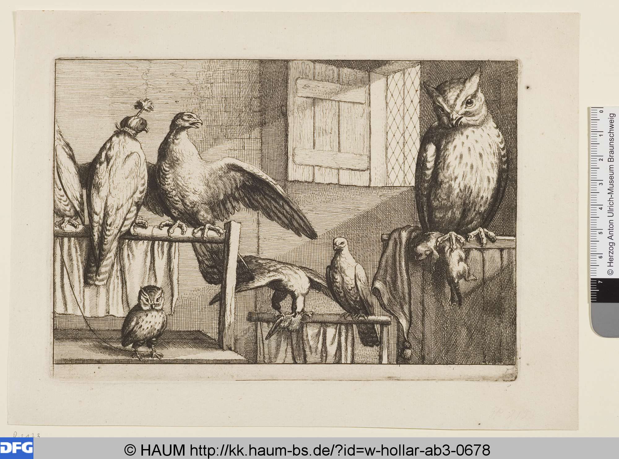 Eulen und Falken, Barlow, 1627–1677