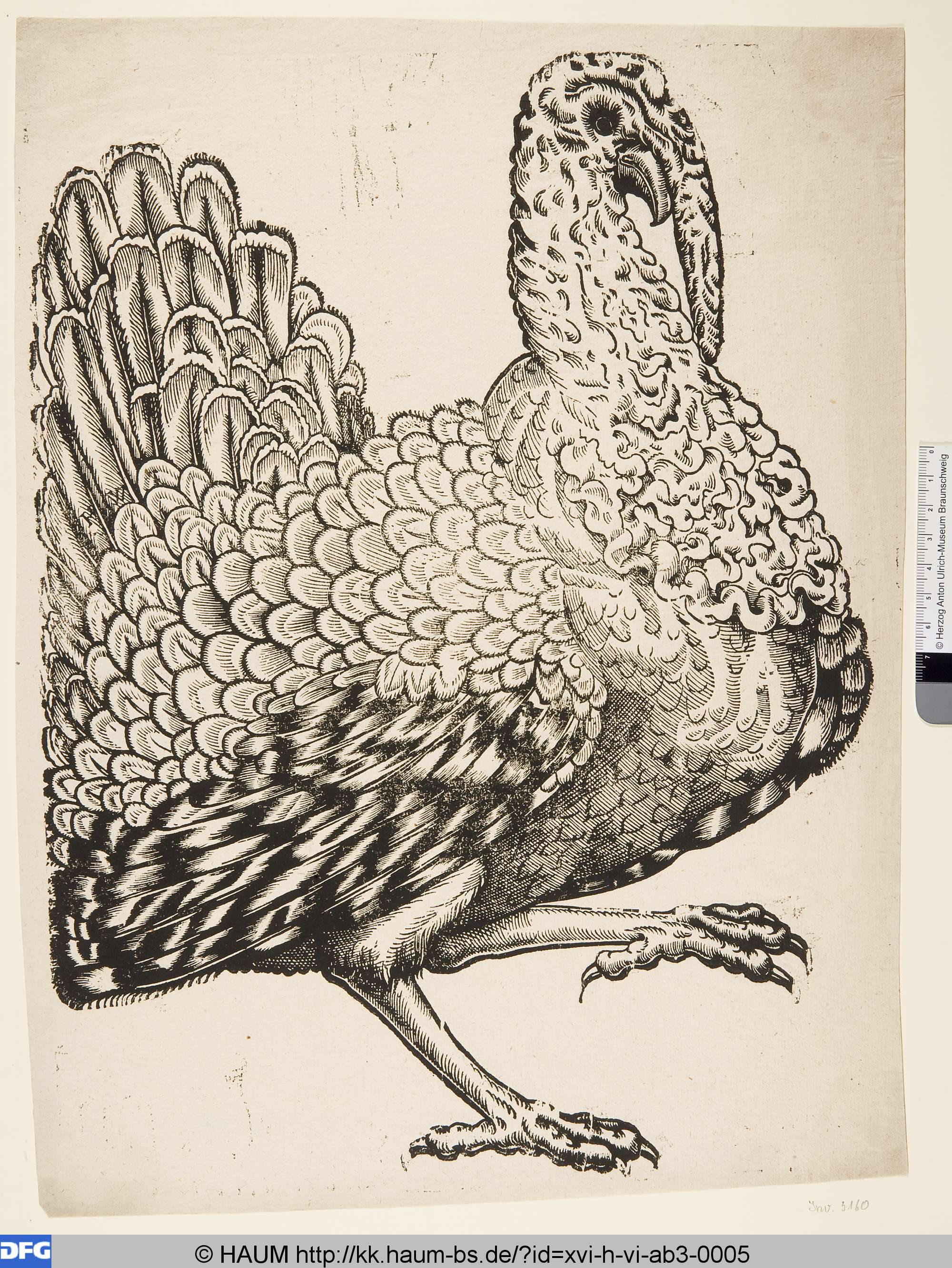 Truthahn, 16th century