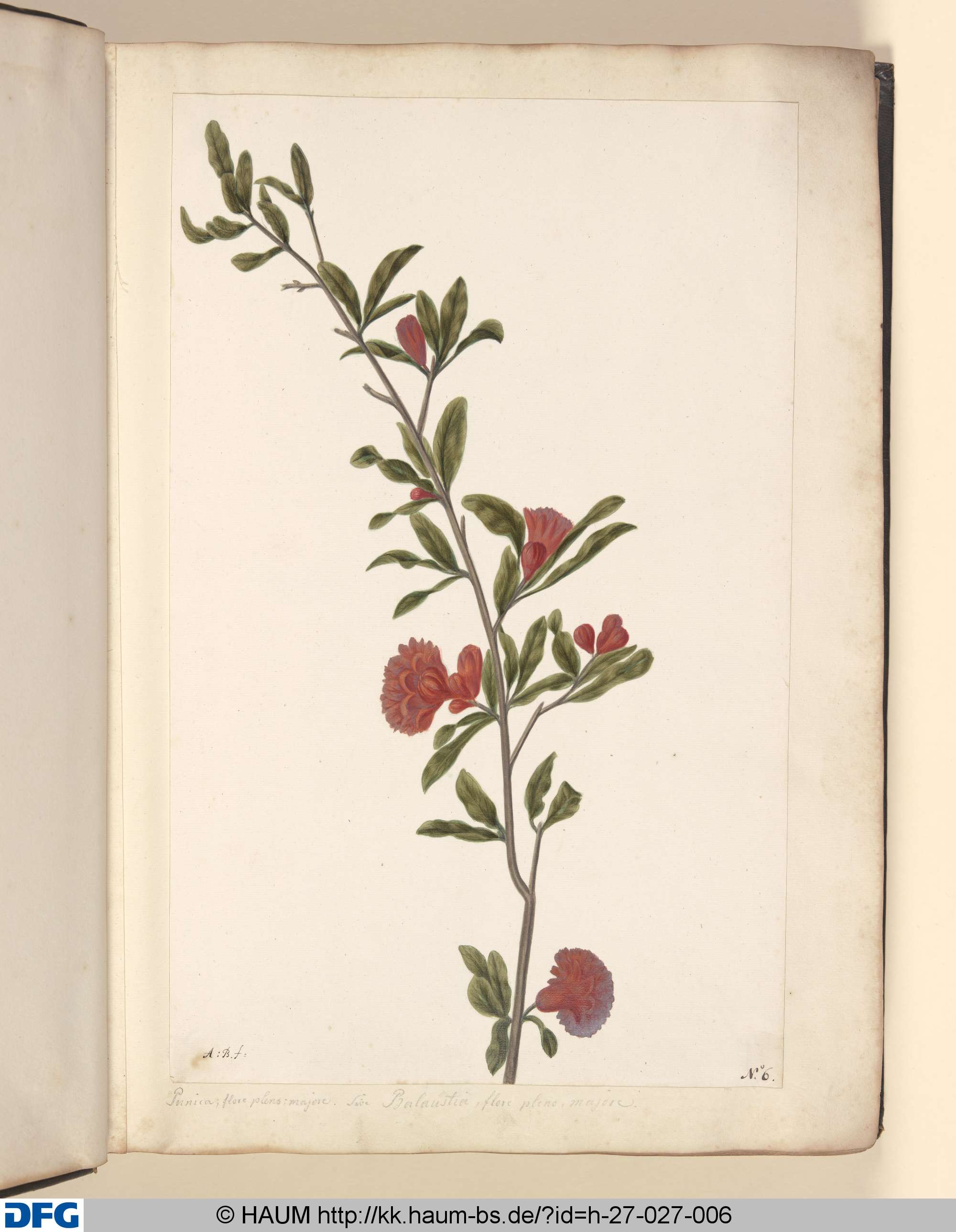 Punica; flores pleno; majore. s. Balanstias, flore pleno, majore., Monogrammist A.B.