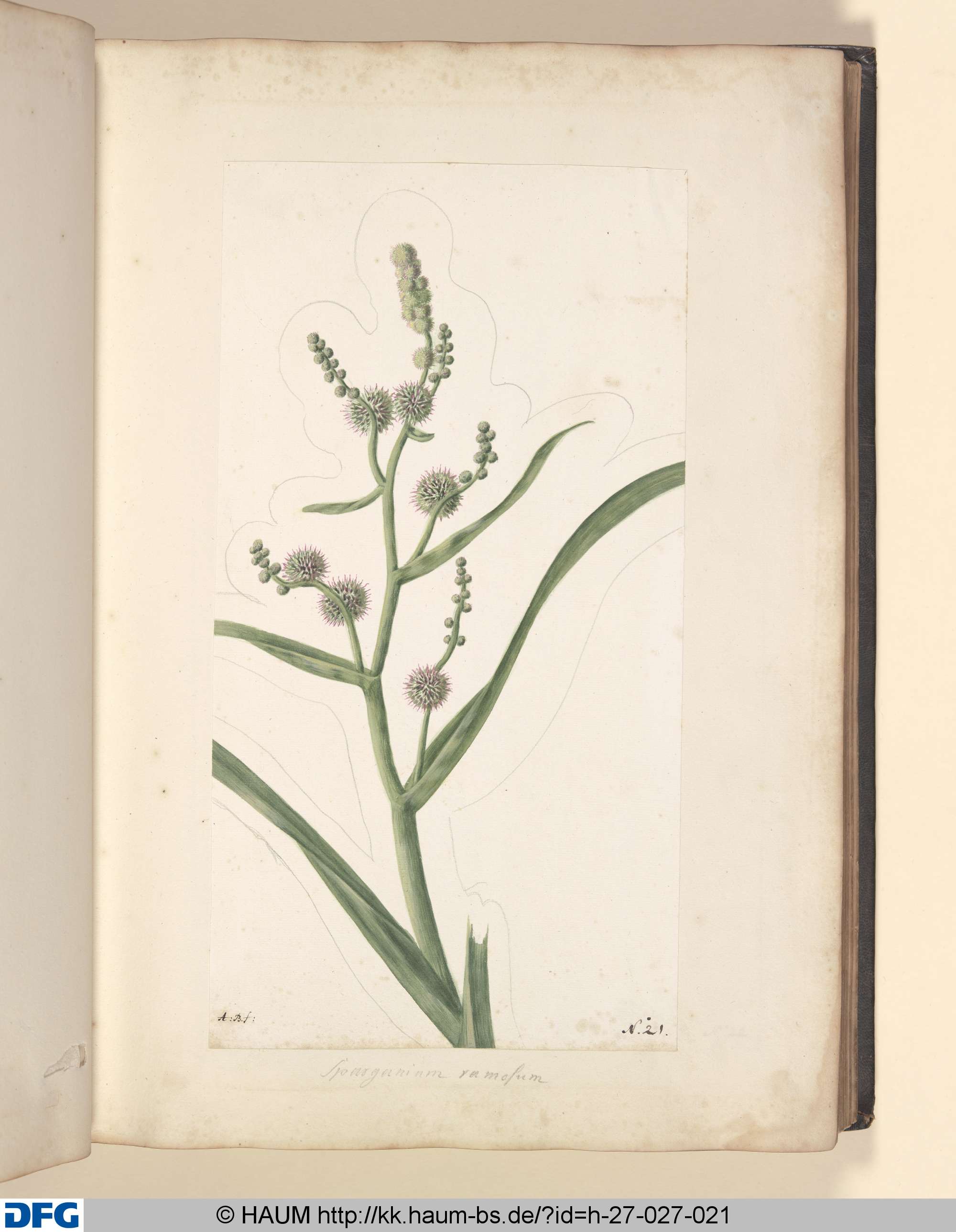 Sparyanium ramosum., Monogrammist A.B., 1651–1700