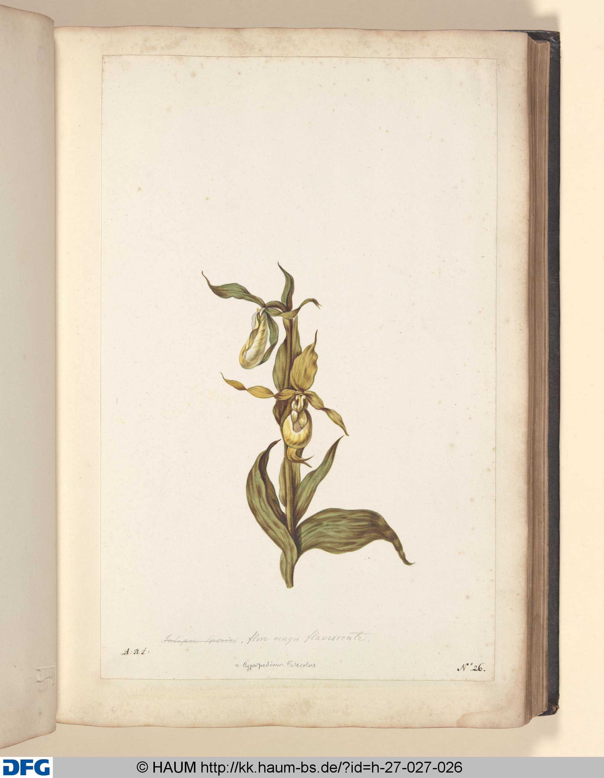 Cyprepedium calceolus, flore magis flavescente, Monogrammist A.B., 1651–1700