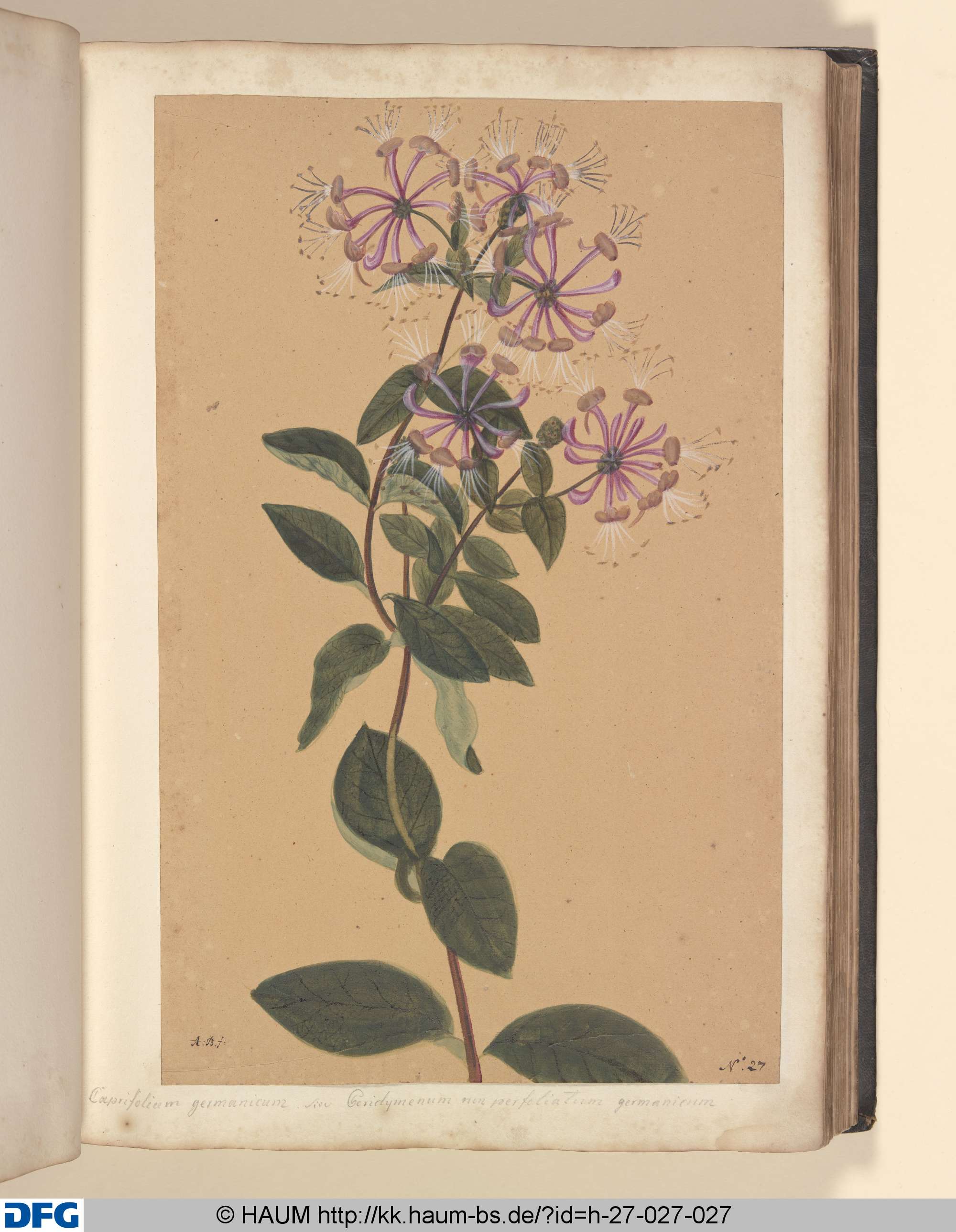 Caprifolium germanicum. sive Cericlymenum non perfoliatum germanicum., Monogrammist A.B., 1651–1700