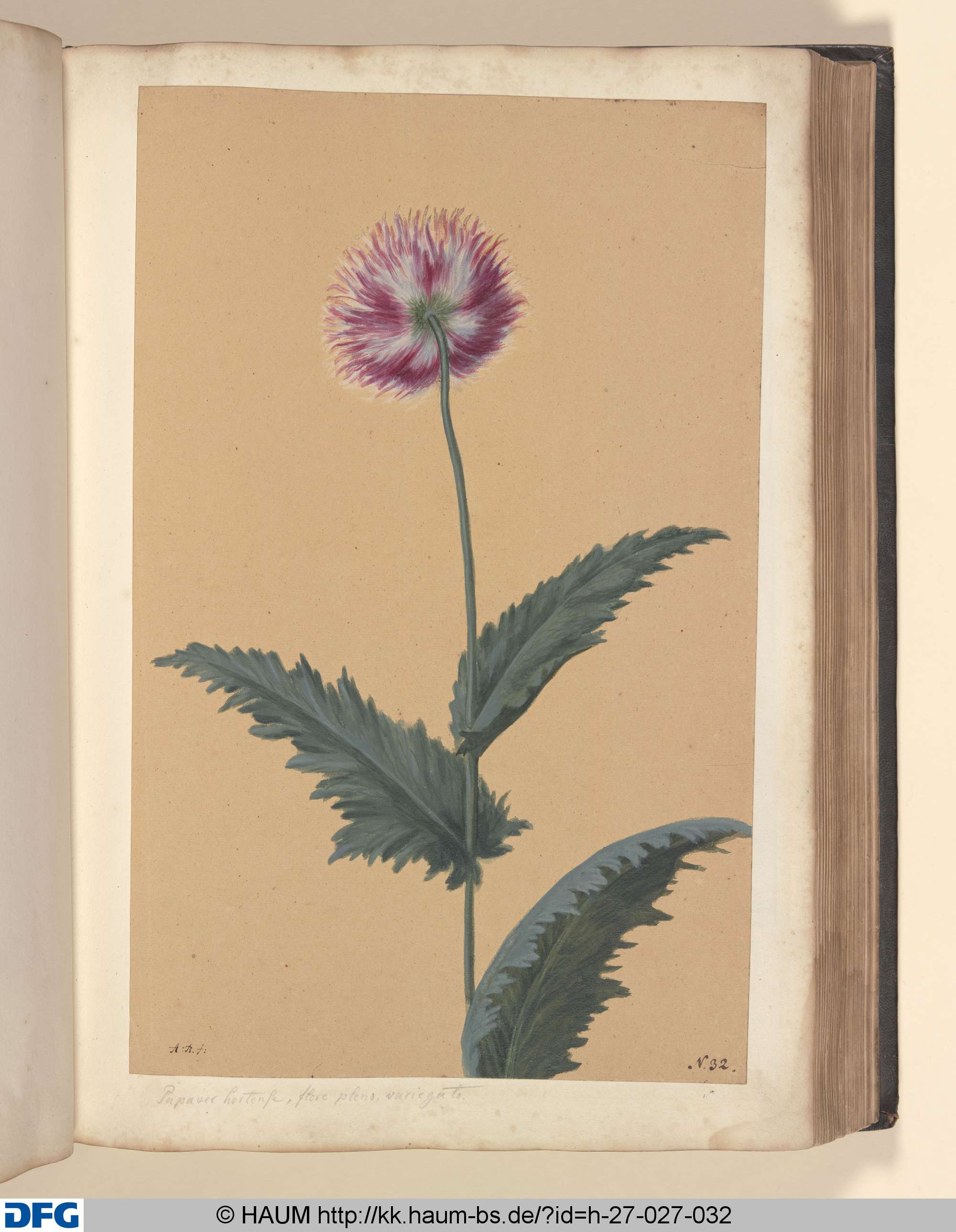 Papaver hortense, flore pleno, variegato., Monogrammist A.B., 1651–1700