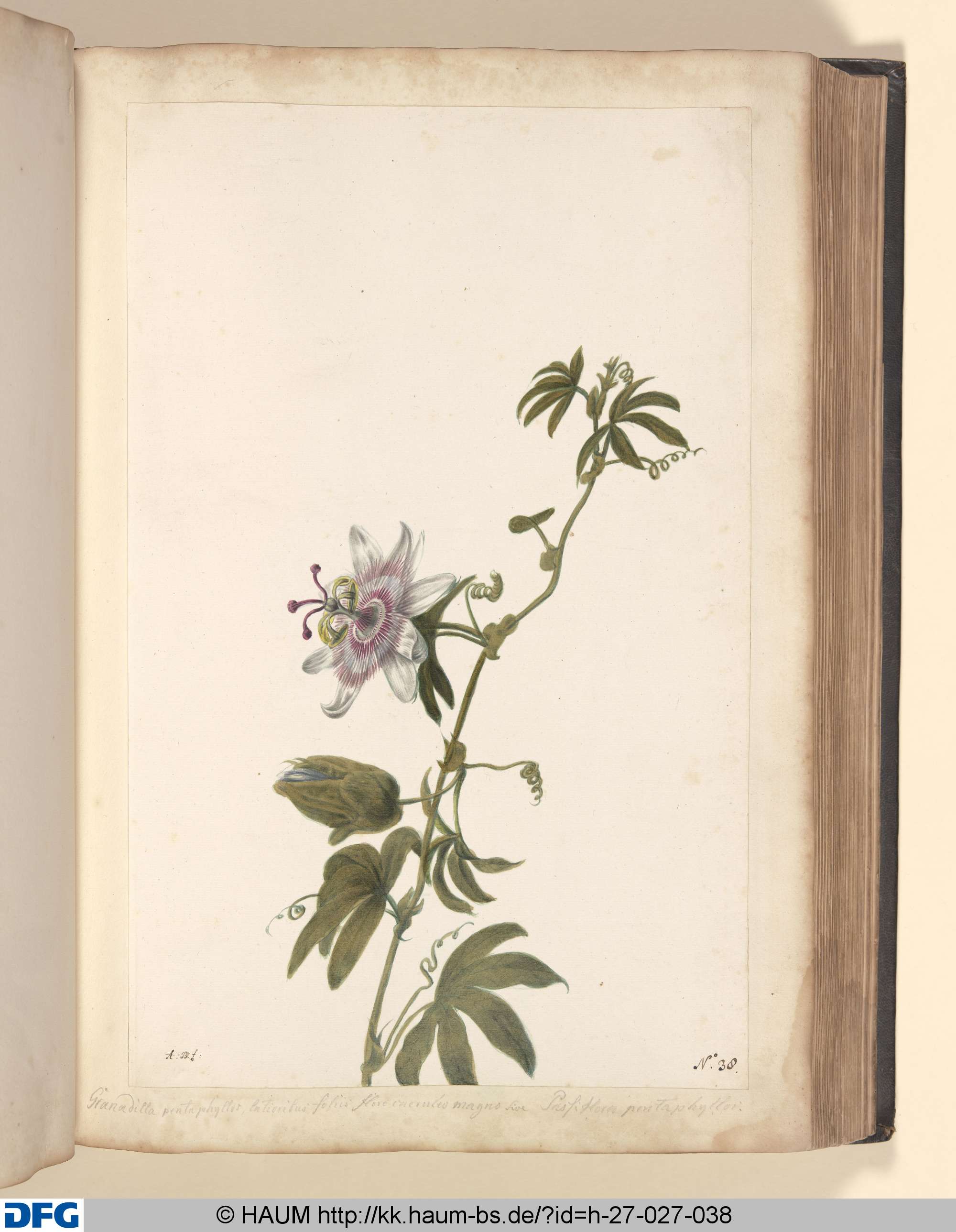 Granadilla pentaphyllos, lotioribus foliis flore caernleo magno, siva, Passiflora pentaphyllos., Monogrammist A.B., 1651–1700