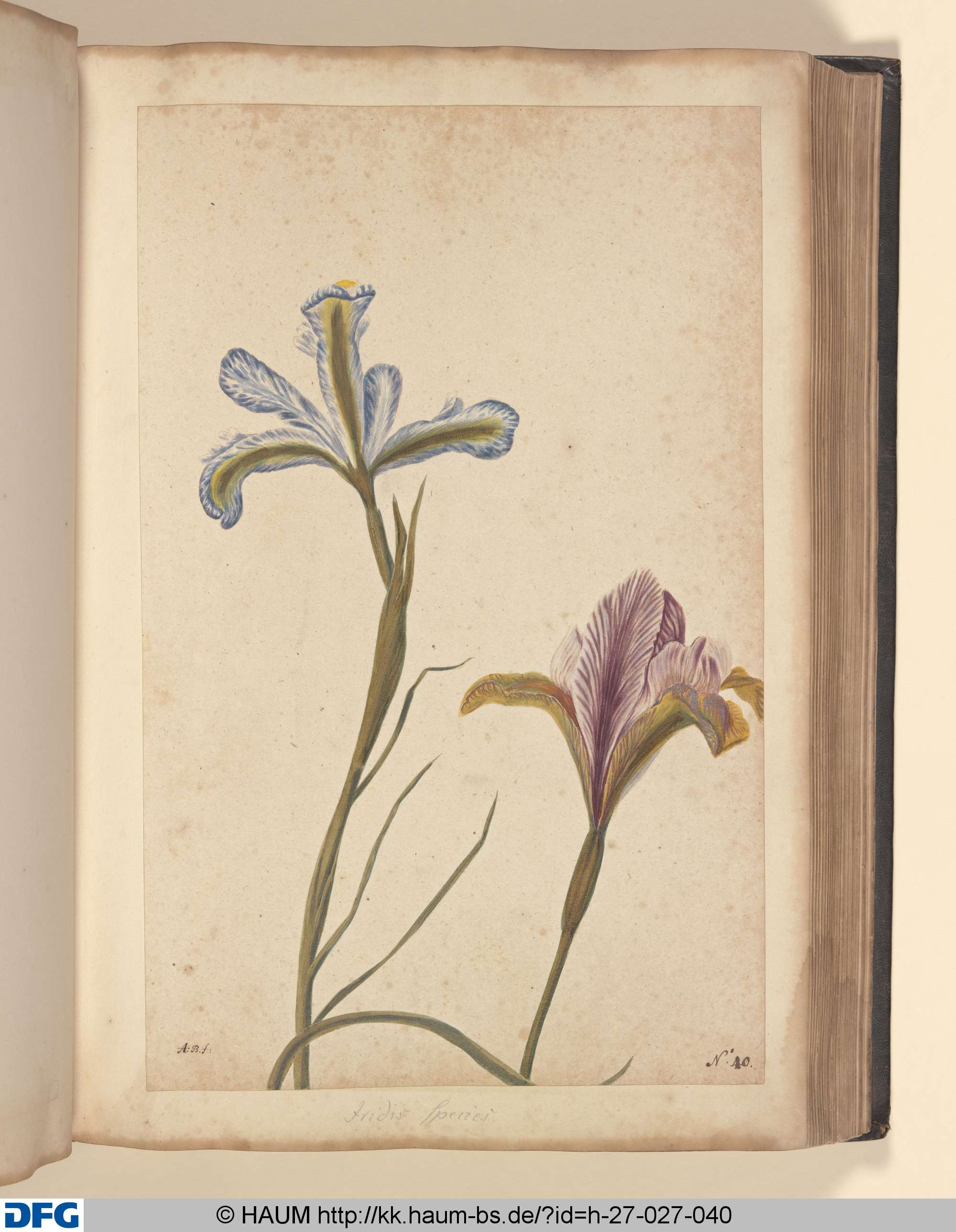 Iridis species., Monogrammist A.B., 1651–1700