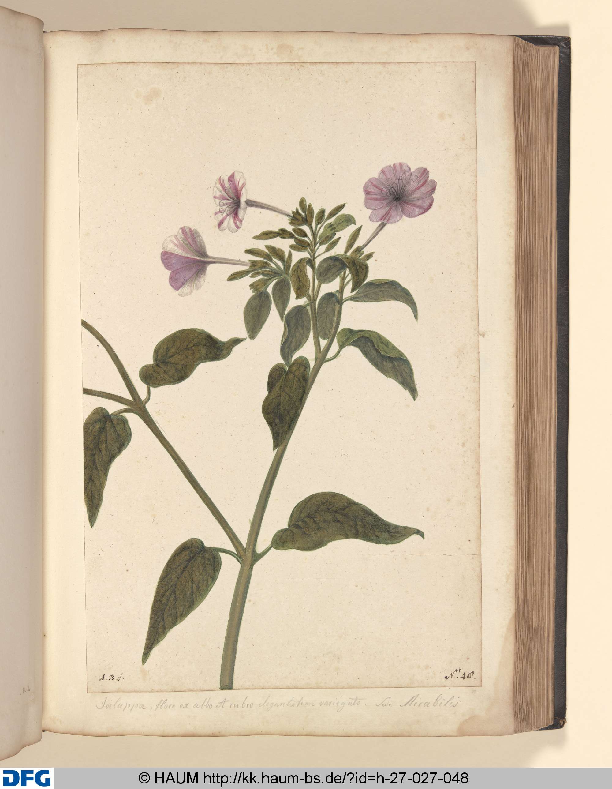 Jalappa, flore ex albo & rubro elegantissimo variegato. Sive. Mirabilis., Monogrammist A.B., 1651–1700