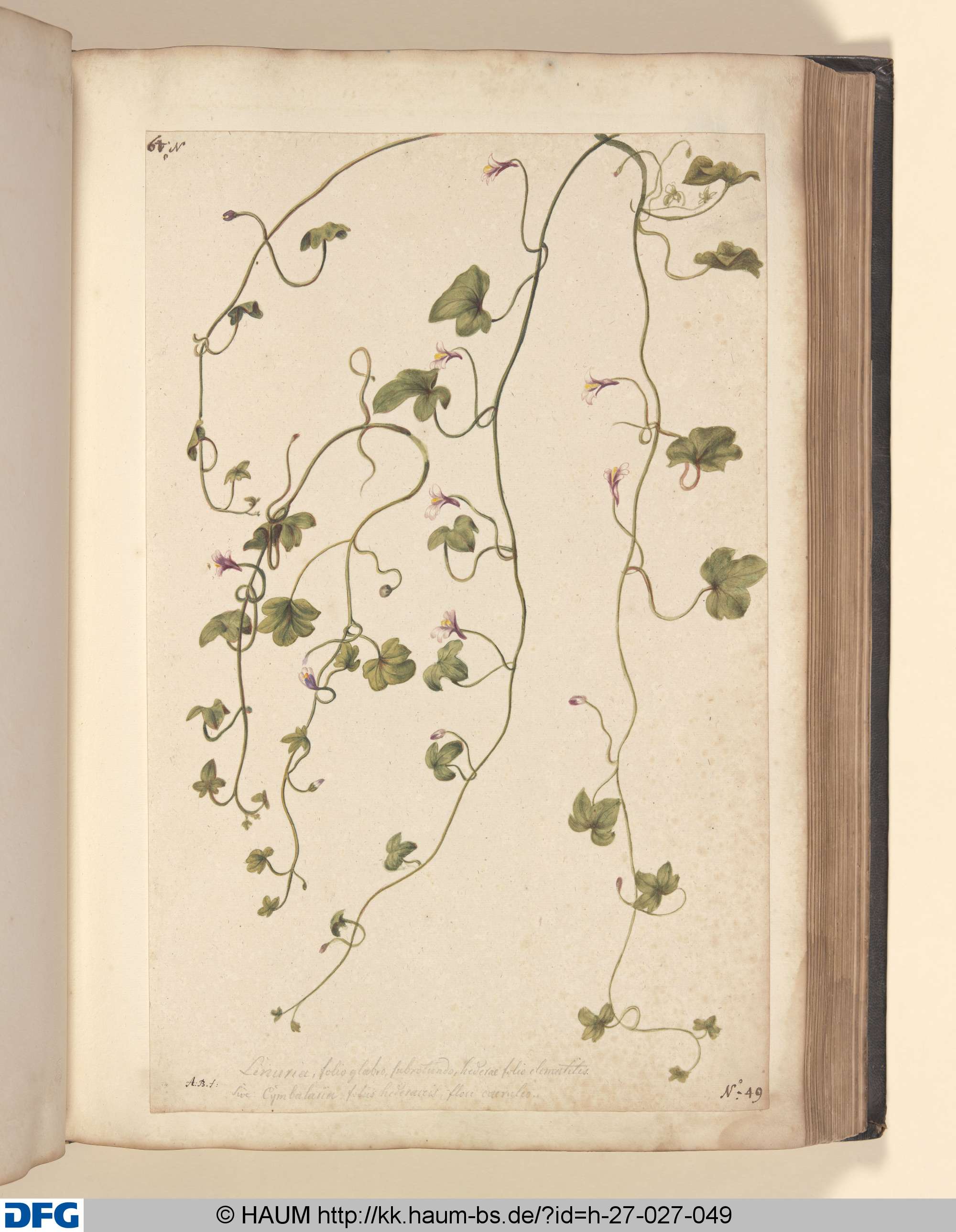 Linuria, folio glabro, subrotundo, hederae folio clematitis. Sive. Cymbaleria foliis hederaceis, flore caeruleo., Monogrammist A.B., 1651–1700