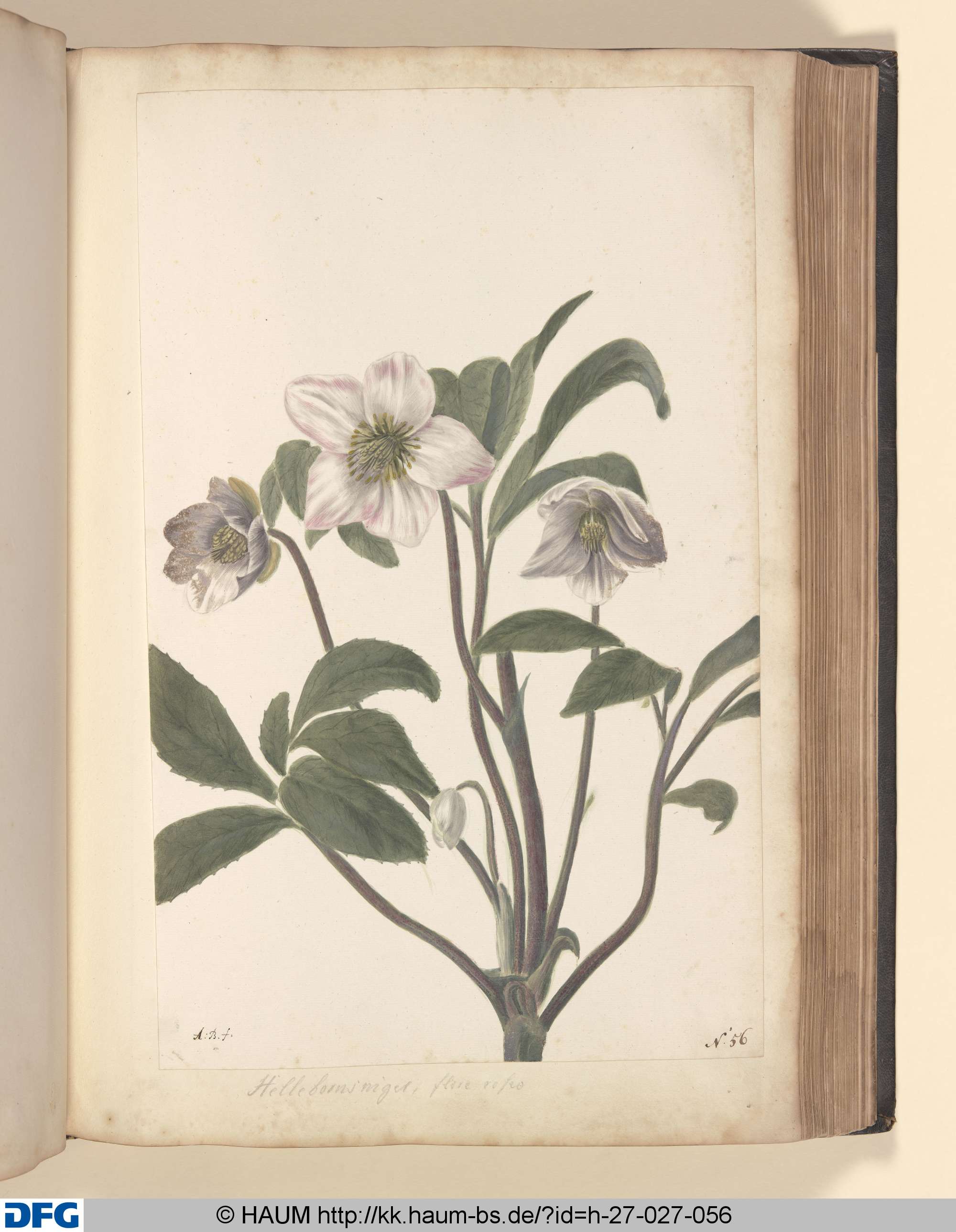 Helleborns niger, flore roseo., Monogrammist A.B., 1651–1700