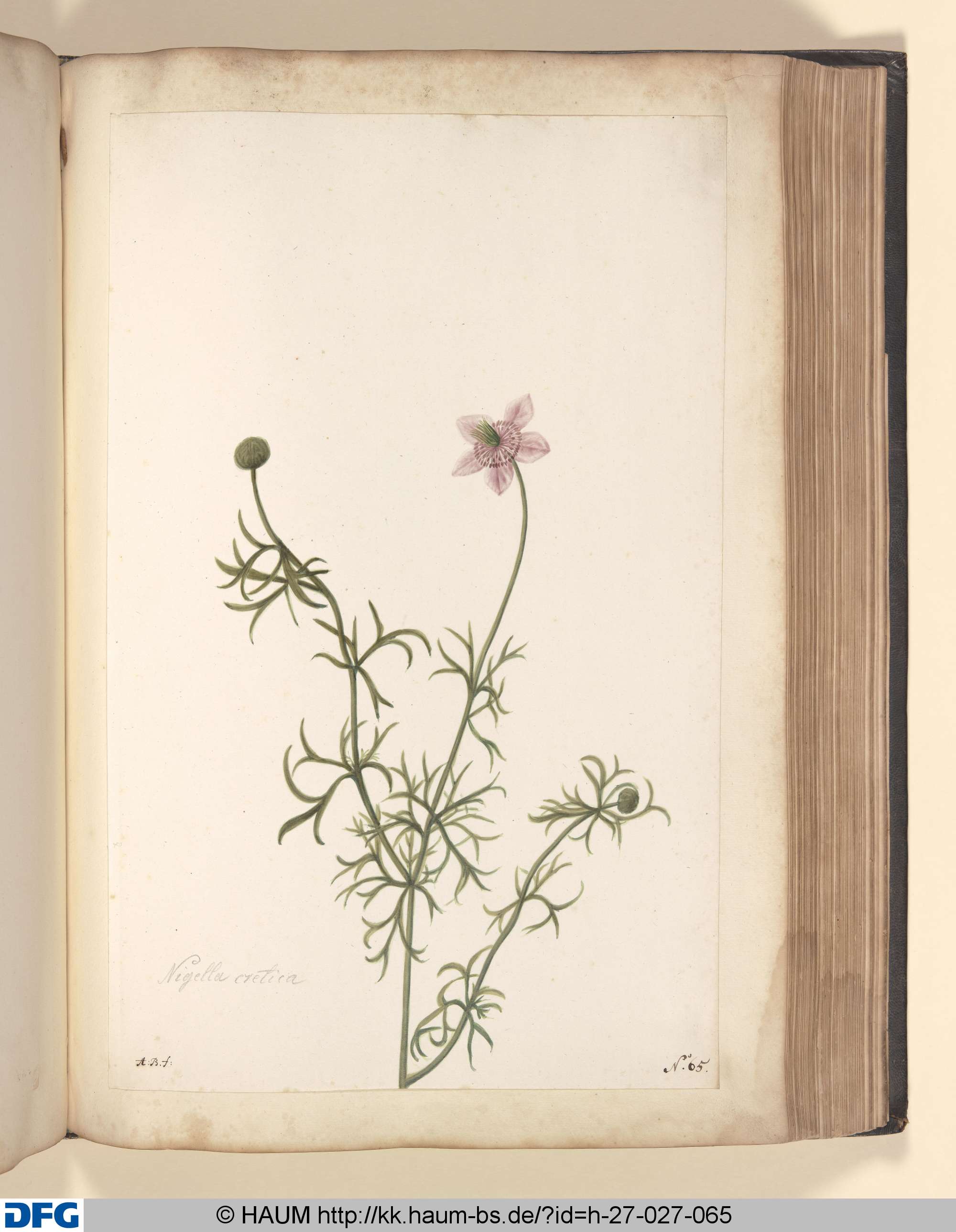 Nigella cretica., Monogrammist A.B., 1651–1700