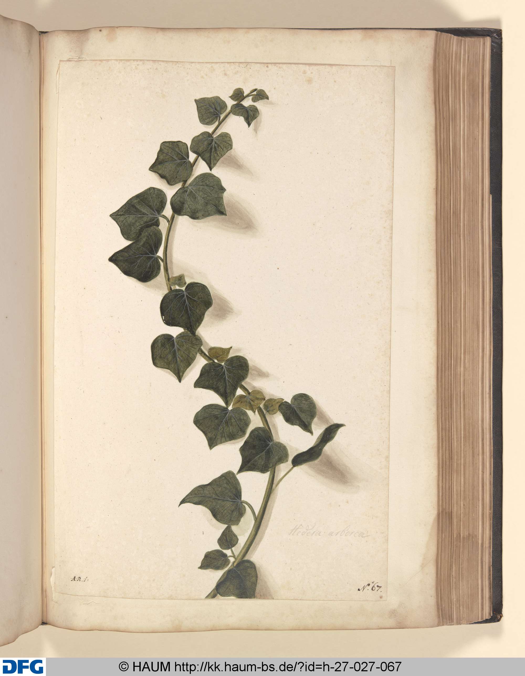 Hedera arborea., Monogrammist A.B., 1651–1700
