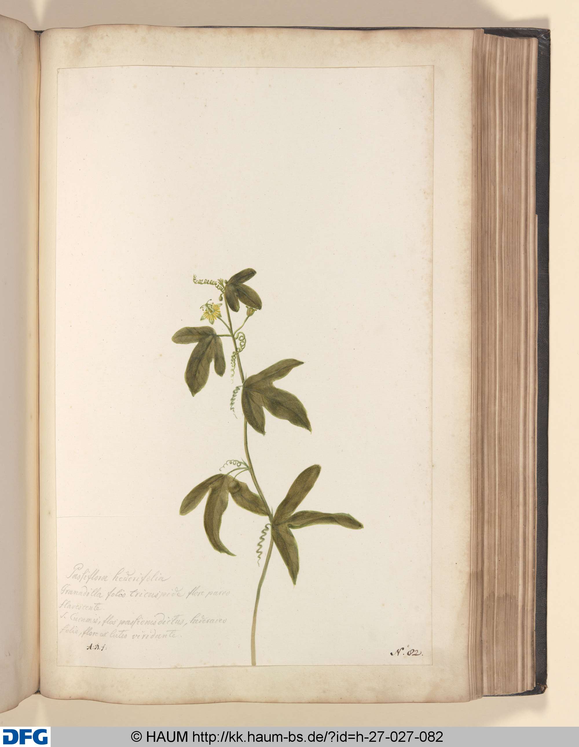Passiflora herifolia, Granadilla folio trieuspide flore parvo flavescente. S. Cuenunis, flos passionis dictus, hederaveo folis, flore ex luteo viridandte., Monogrammist A.B., 1651–1700
