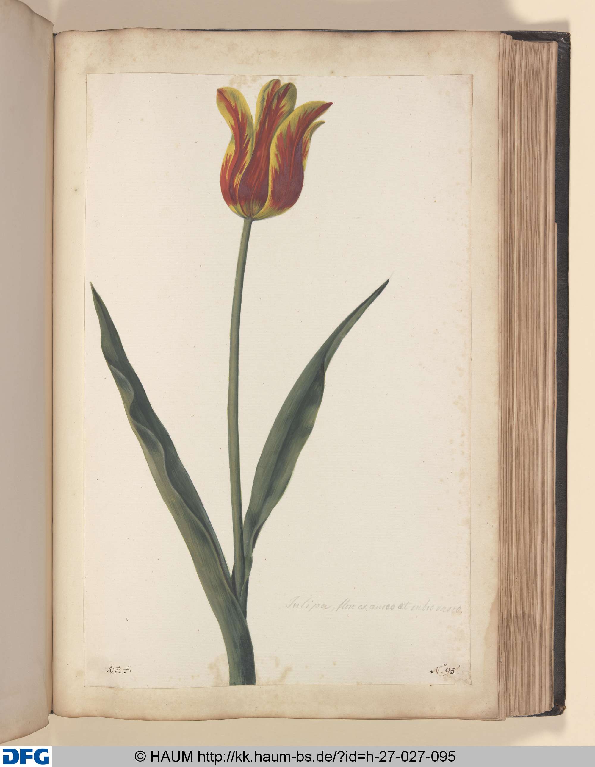 Tulipa, flore ex aureo et rubro vario., Monogrammist A.B., 1651–1700
