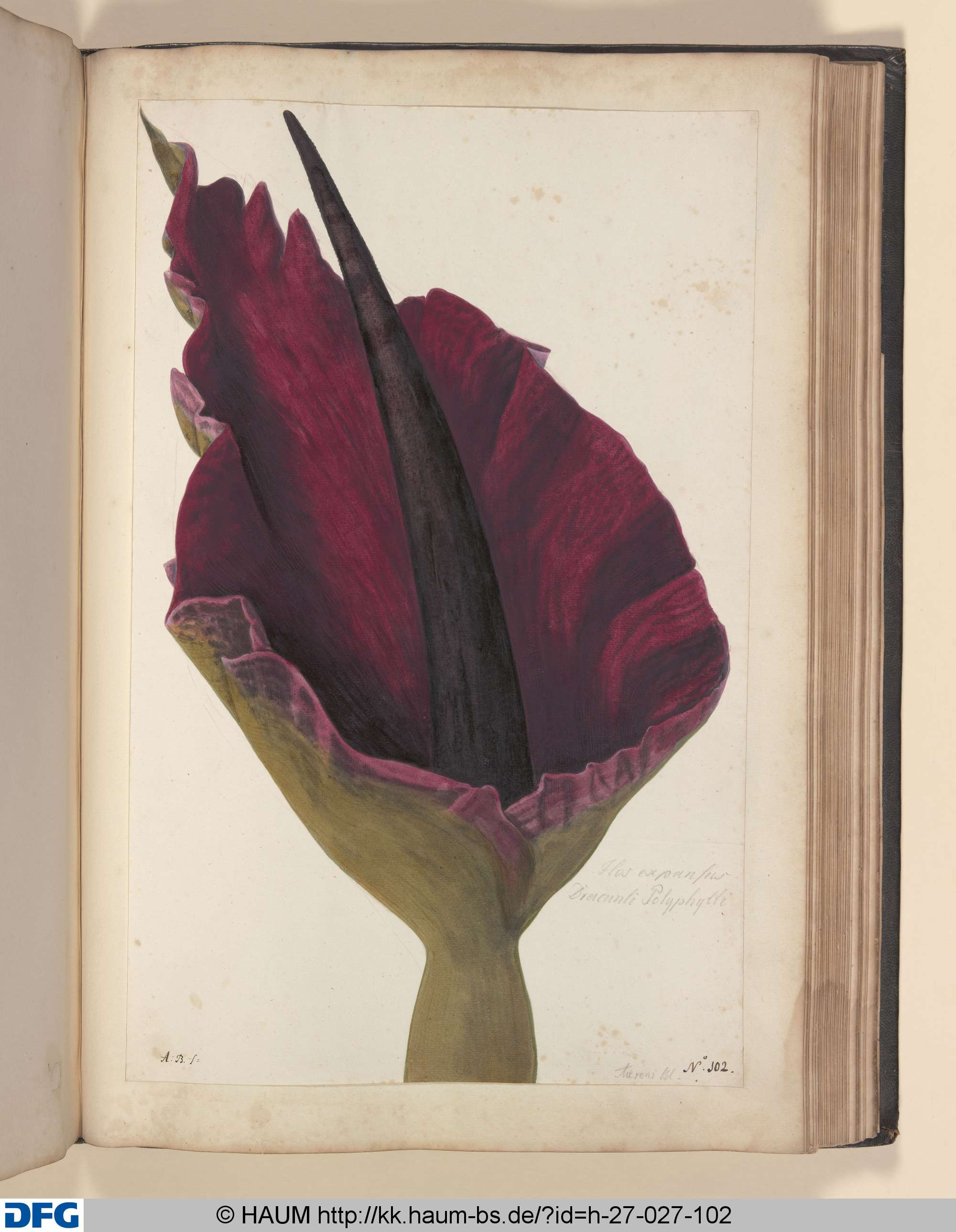 Flos expansus, Dracunli Polyphylli., Monogrammist A.B., 1651–1700