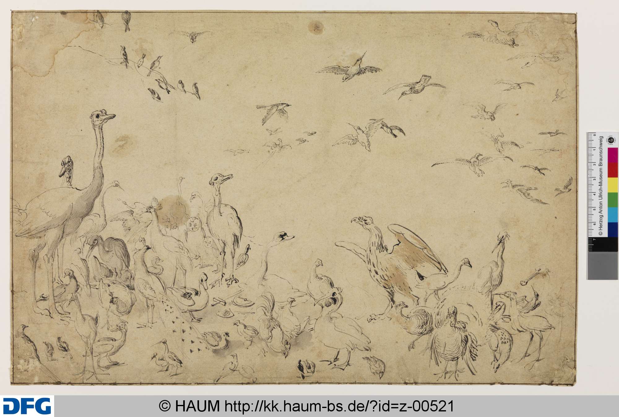 Die Vögel für eine Allegorie der Luft, Bruegel, Jan, de Oudere, 1605–1610