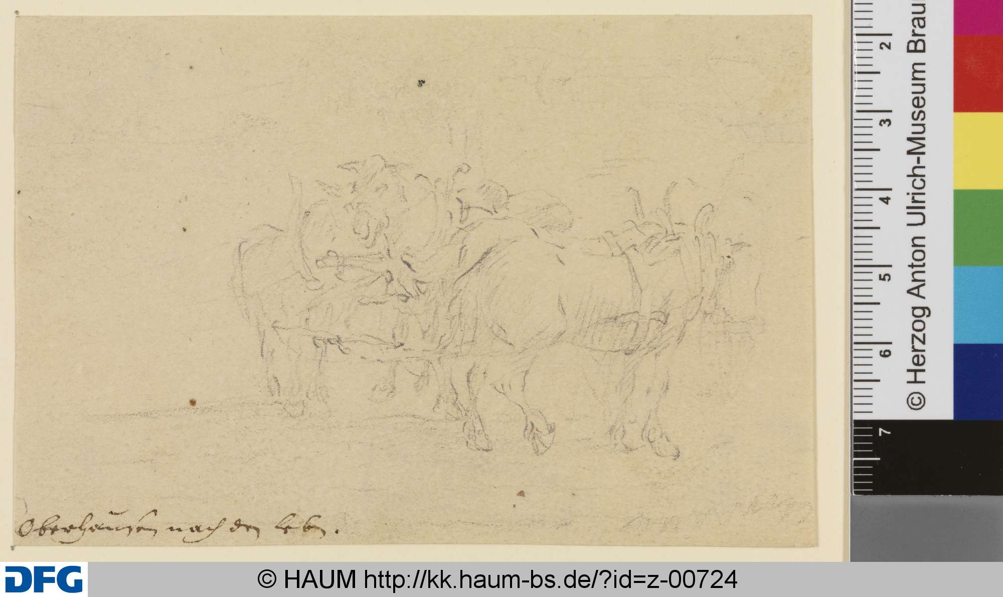 Vier ausgespannte Fuhrpferde, Johann Melchior Roos, 1683–1731