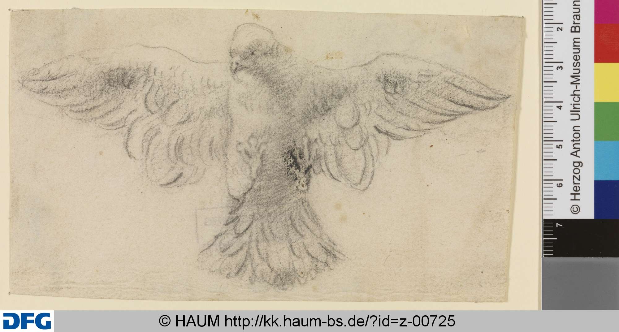 Taube mit ausgebreiteten Flügeln, von unten gesehen, Johann Melchior Roos, 1683–1731