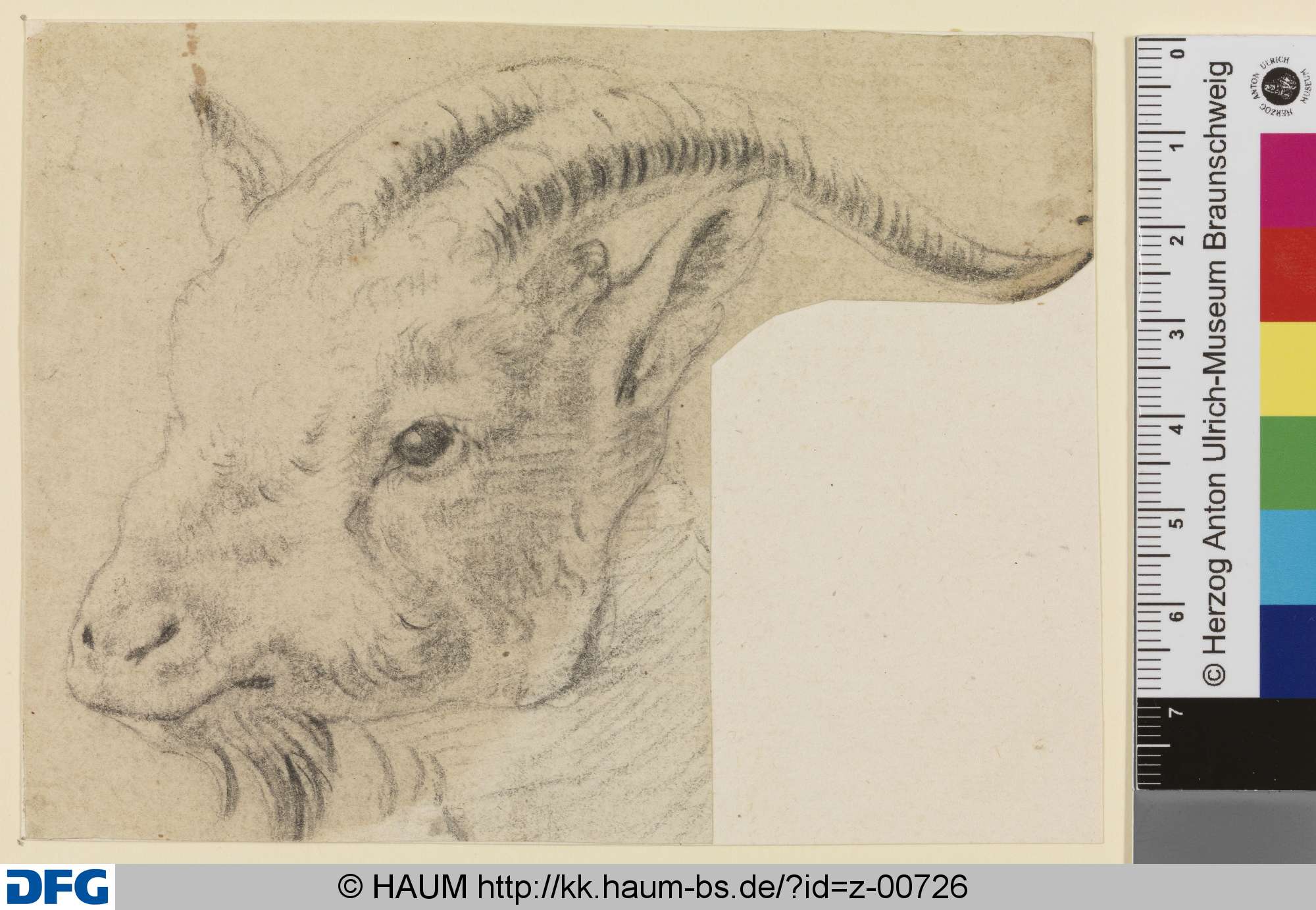 Kopf eines Ziegenbocks, nach links, Johann Melchior Roos, 1683–1731