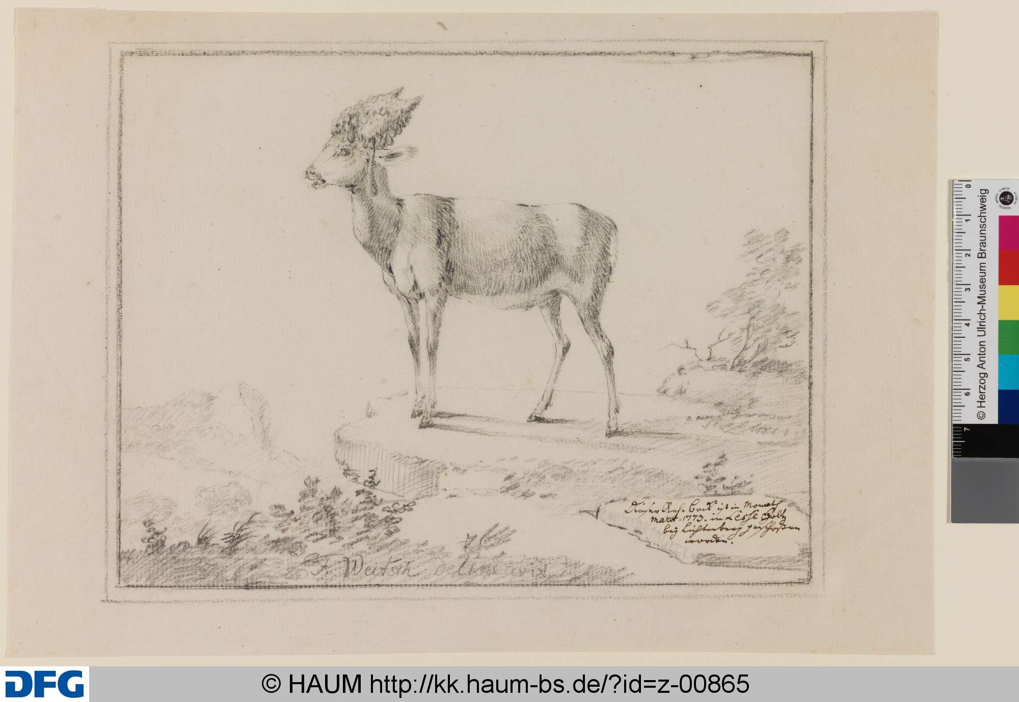 Ein Rehbock, Pascha Johann Friedrich Weitsch, 1773