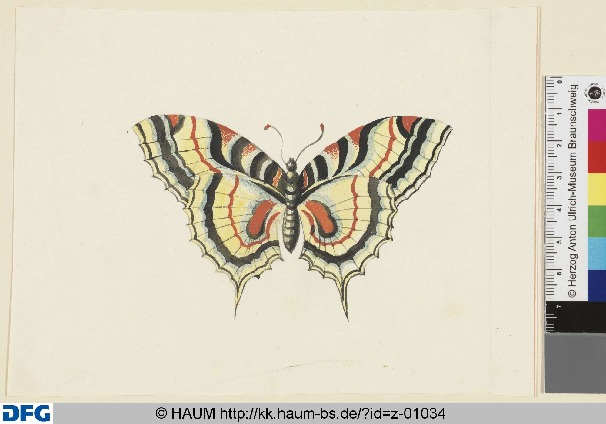 Schmetterling, 18th century