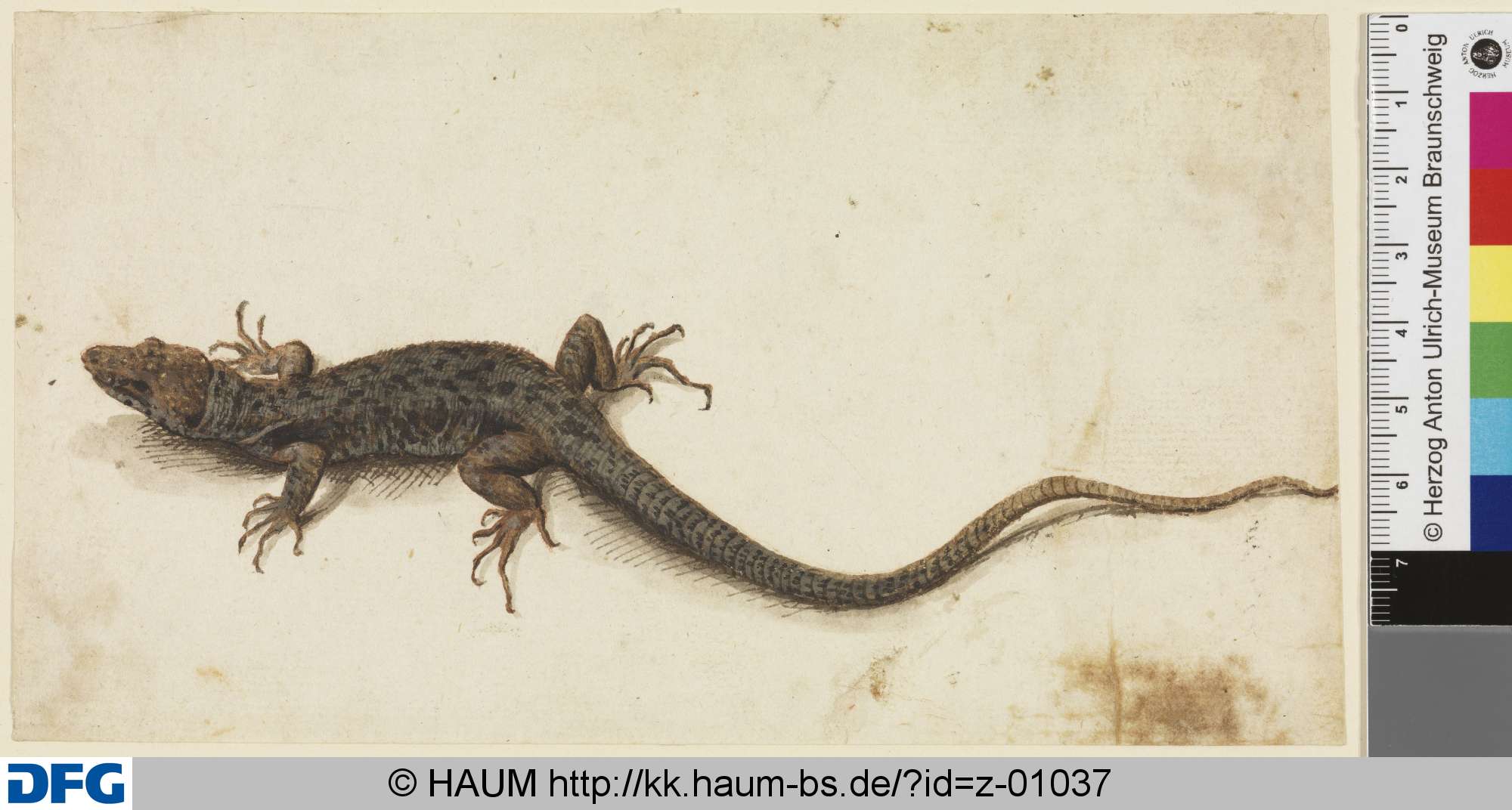 Eidechse, 18th century