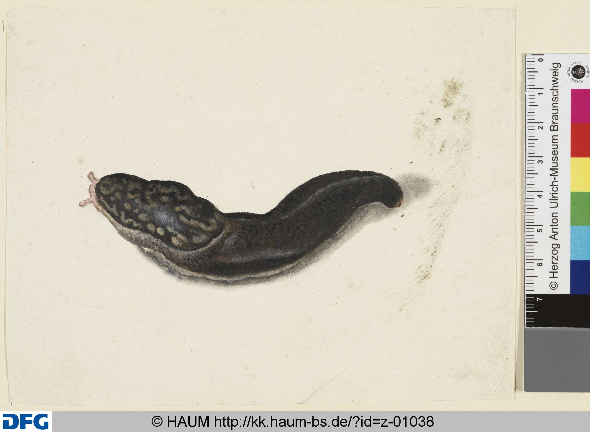 Wegschnecke, 18th century