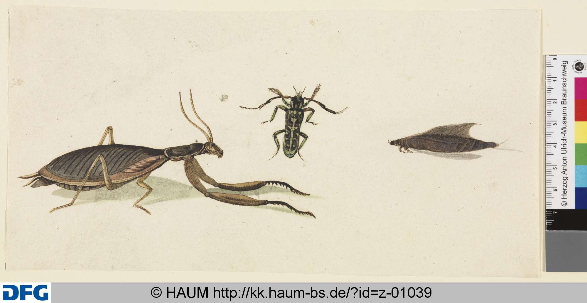 Drei Käfer, 18th century