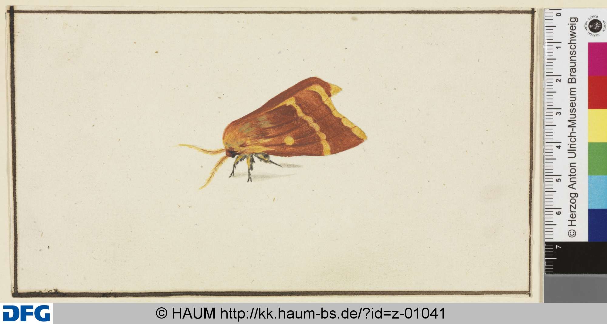 Schmetterling, 18th century