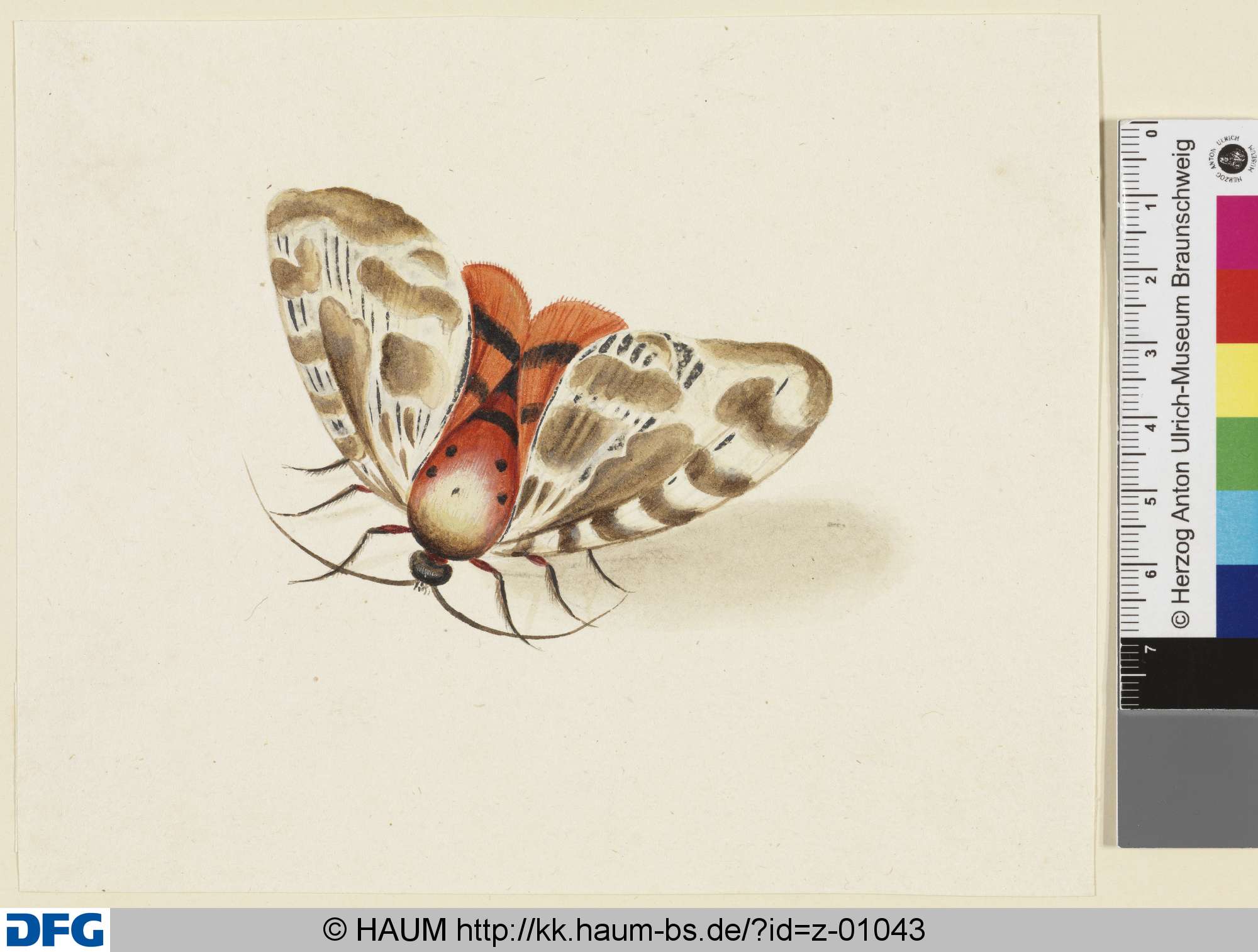 Schmetterling, 18th century