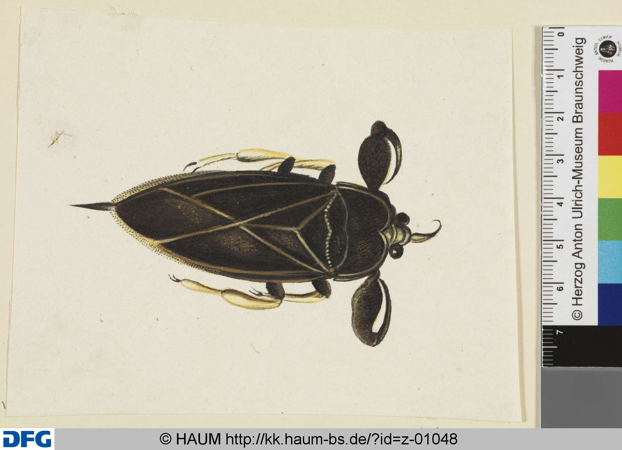 Großer vierbeiniger Käfer, 18th century