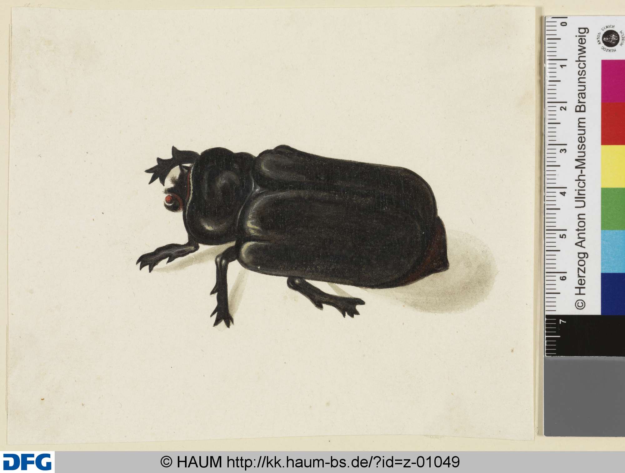 Großer schwarzer sechsbeiniger Käfer, 18th century