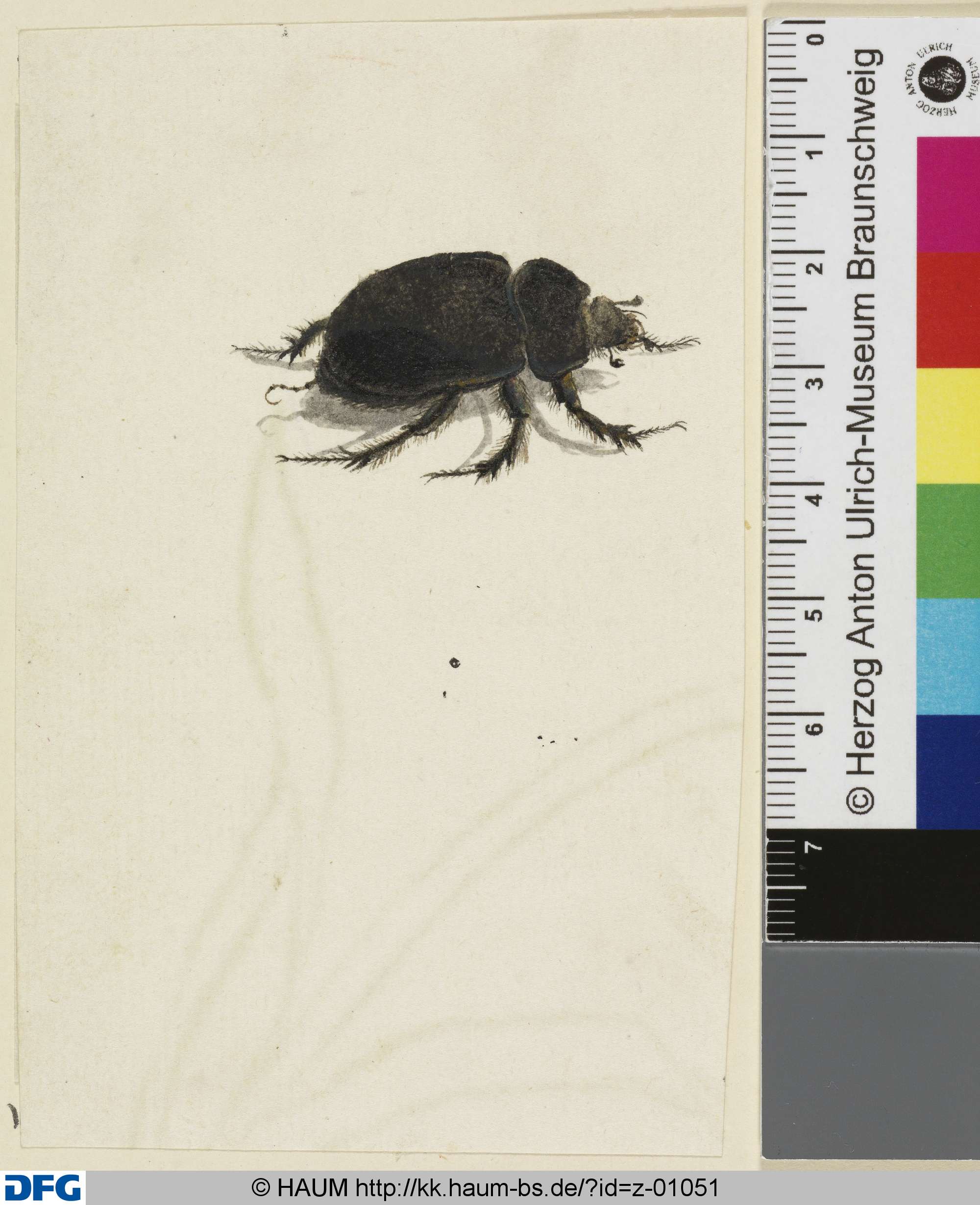 Kleiner schwarzer Käfer mit sechs behaarten Beinen, 18th century