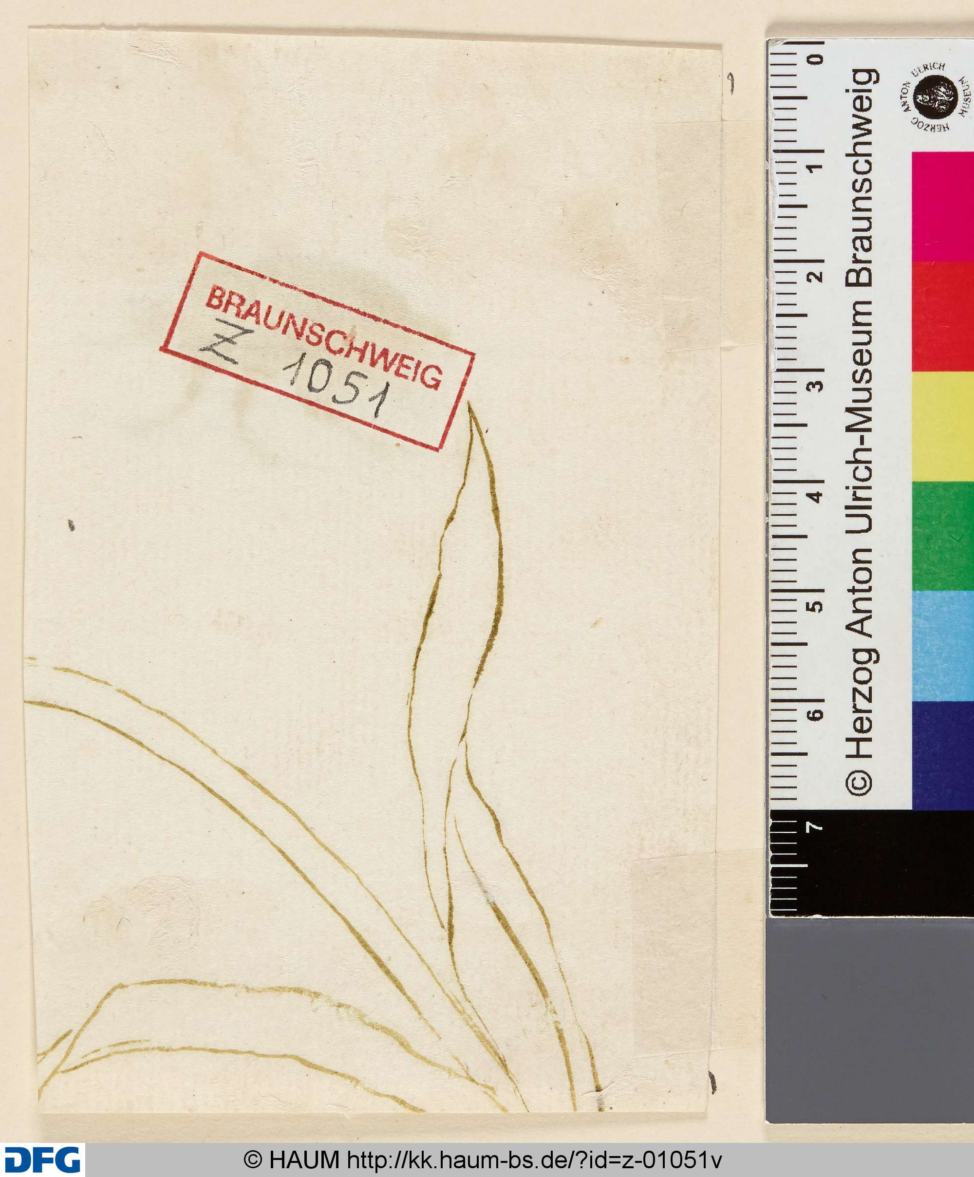 Blätter einer Pflanze (Fragment), 18th century