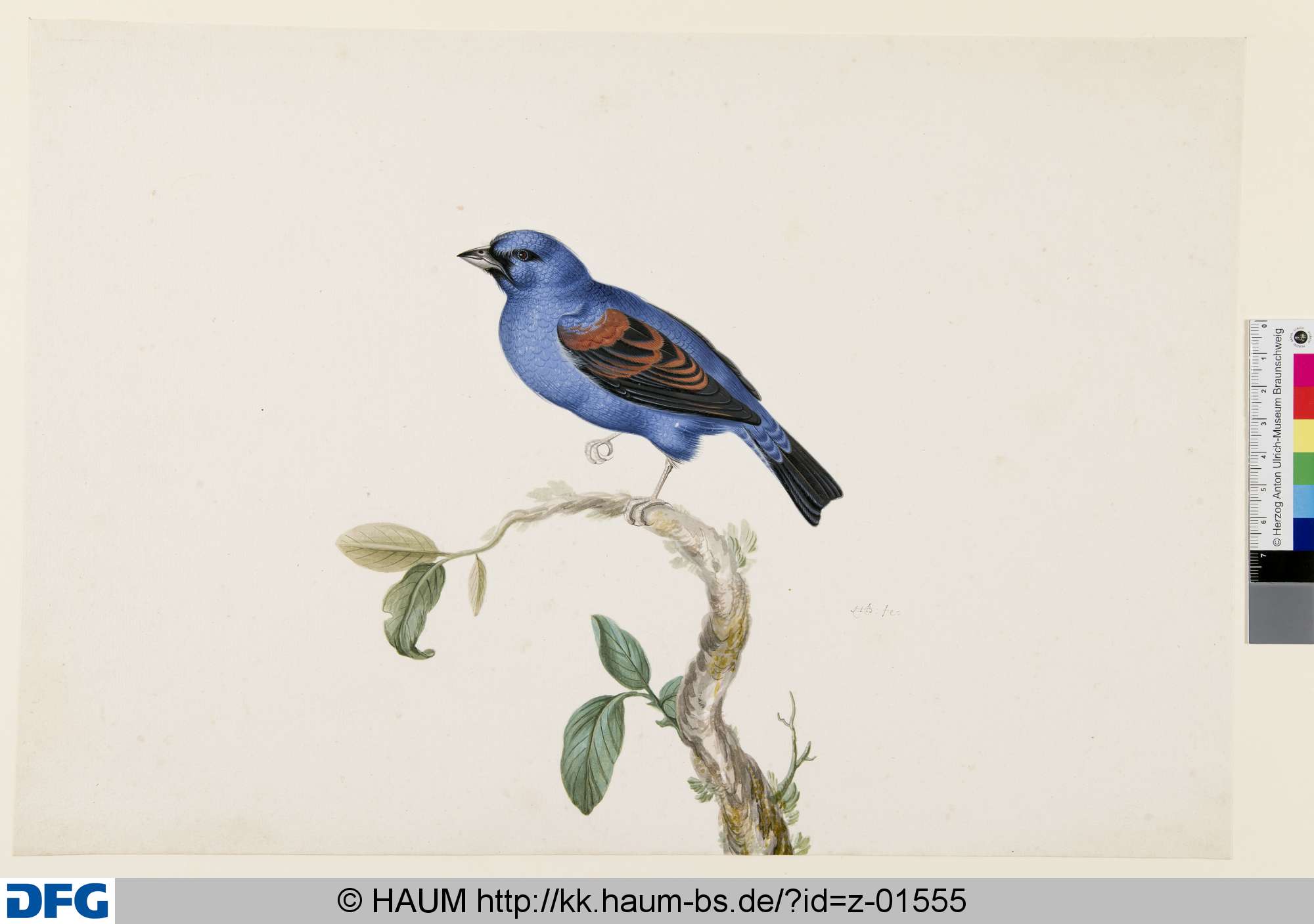 Blaukardinal, Herman Henstenburgh, 1687–1726