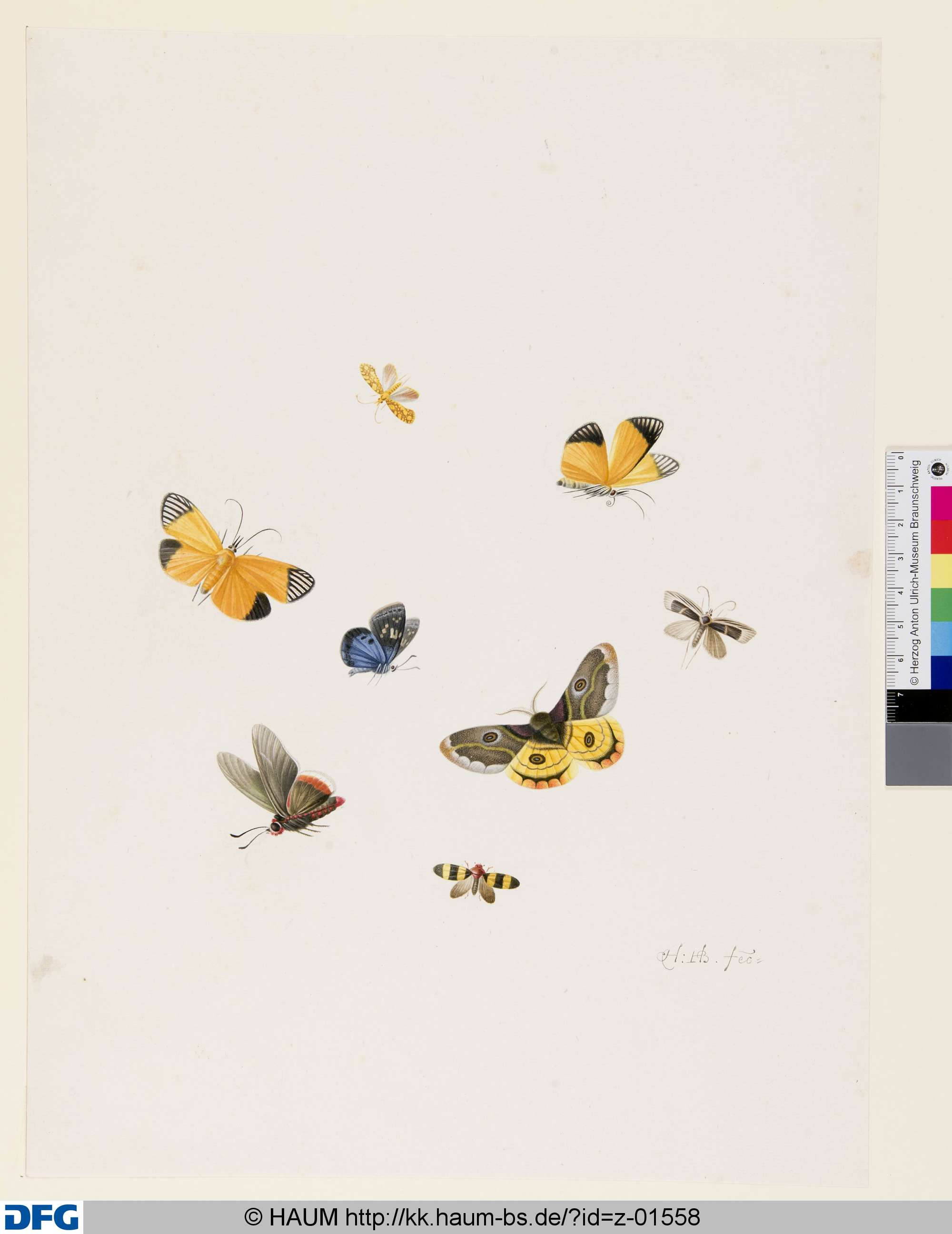 Kleines Nachtpfauenauge und andere Schmetterlinge, Herman Henstenburgh, 1687–1726