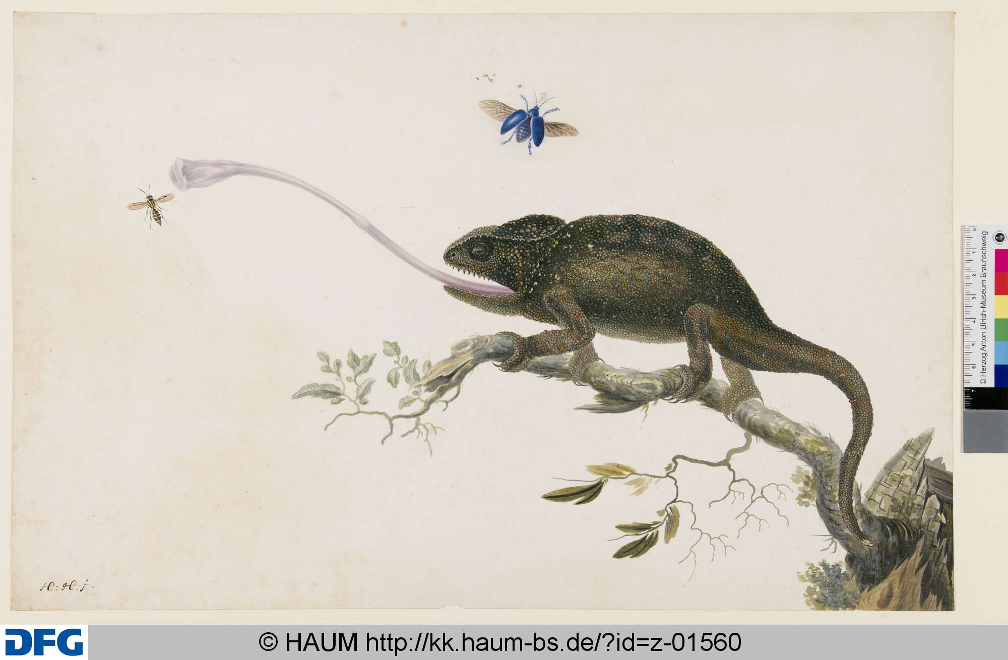 Chamäleon zielt auf eine Wespe mit der Zunge, Herman Henstenburgh, 1687–1726