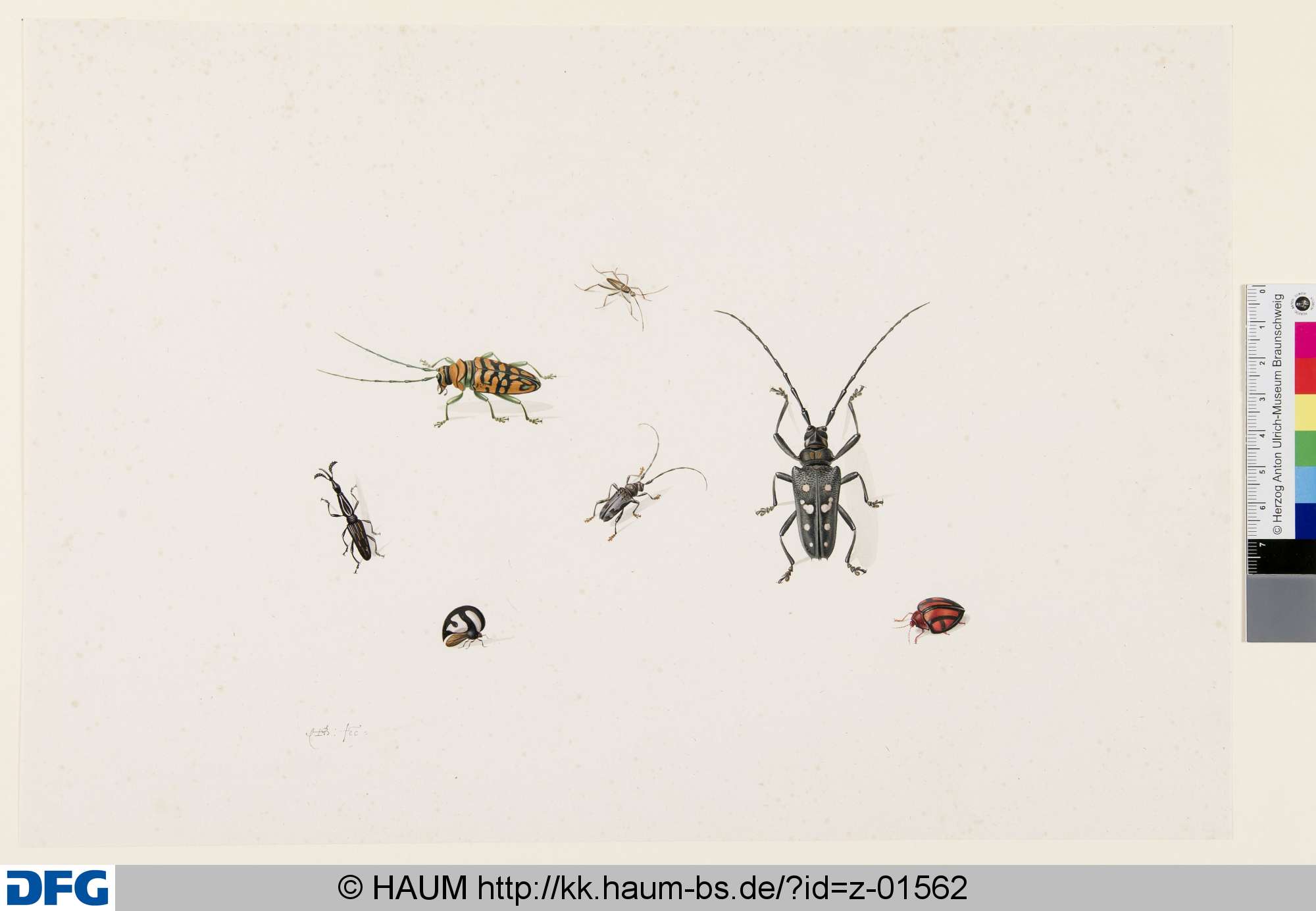 Bockkäfer und andere Käfer, Herman Henstenburgh, 1687–1726