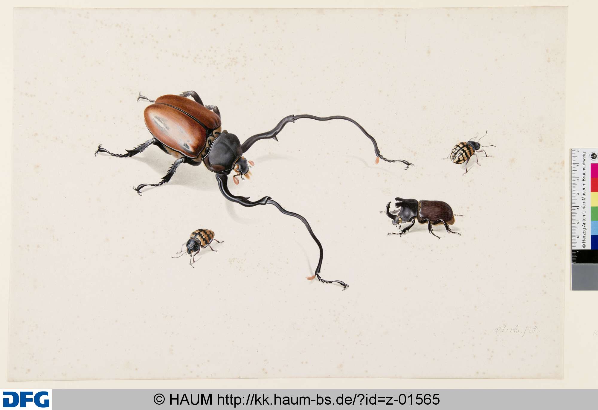 Nashornkäfer und andere Käfer, Herman Henstenburgh, 1687–1726