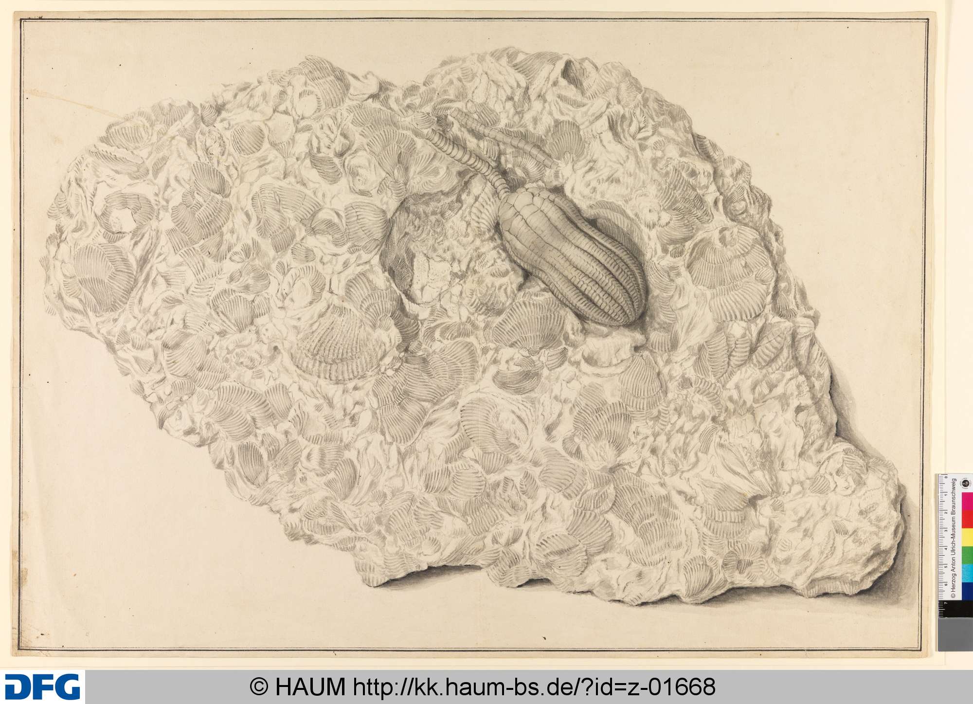 Encrinus (Ausschnitt), Muschelversteinerungen, Philipp Wilhelm Oeding, 1767–1775