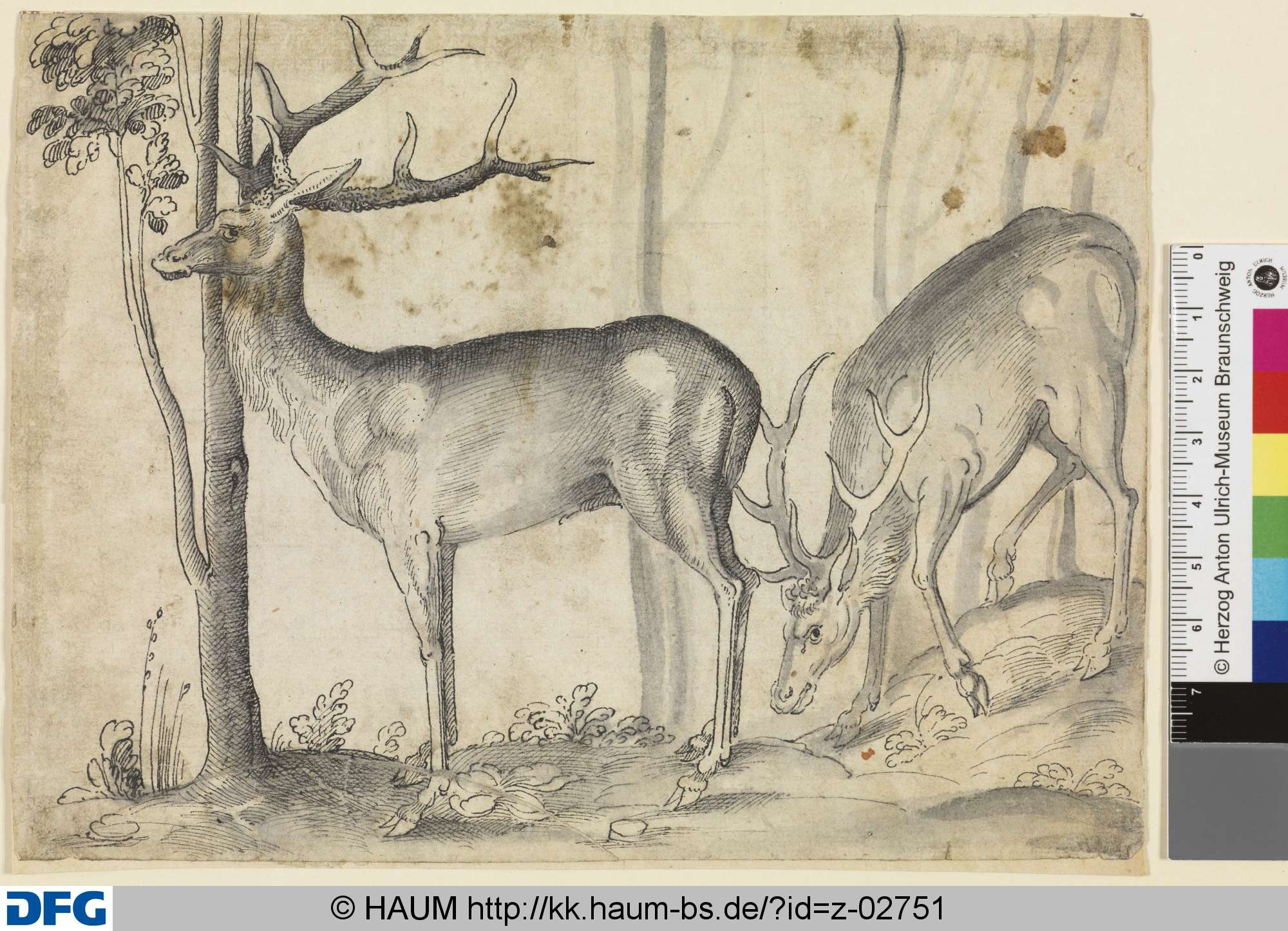 Zwei stehende Hirsche, nach links gewandt, 16th century