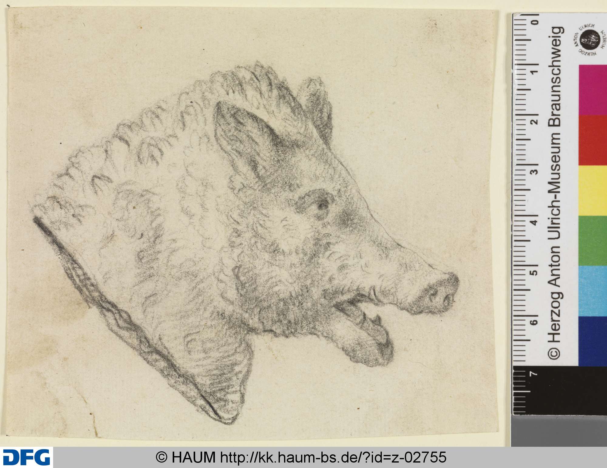Kopf eines Wildschweins, 18th century