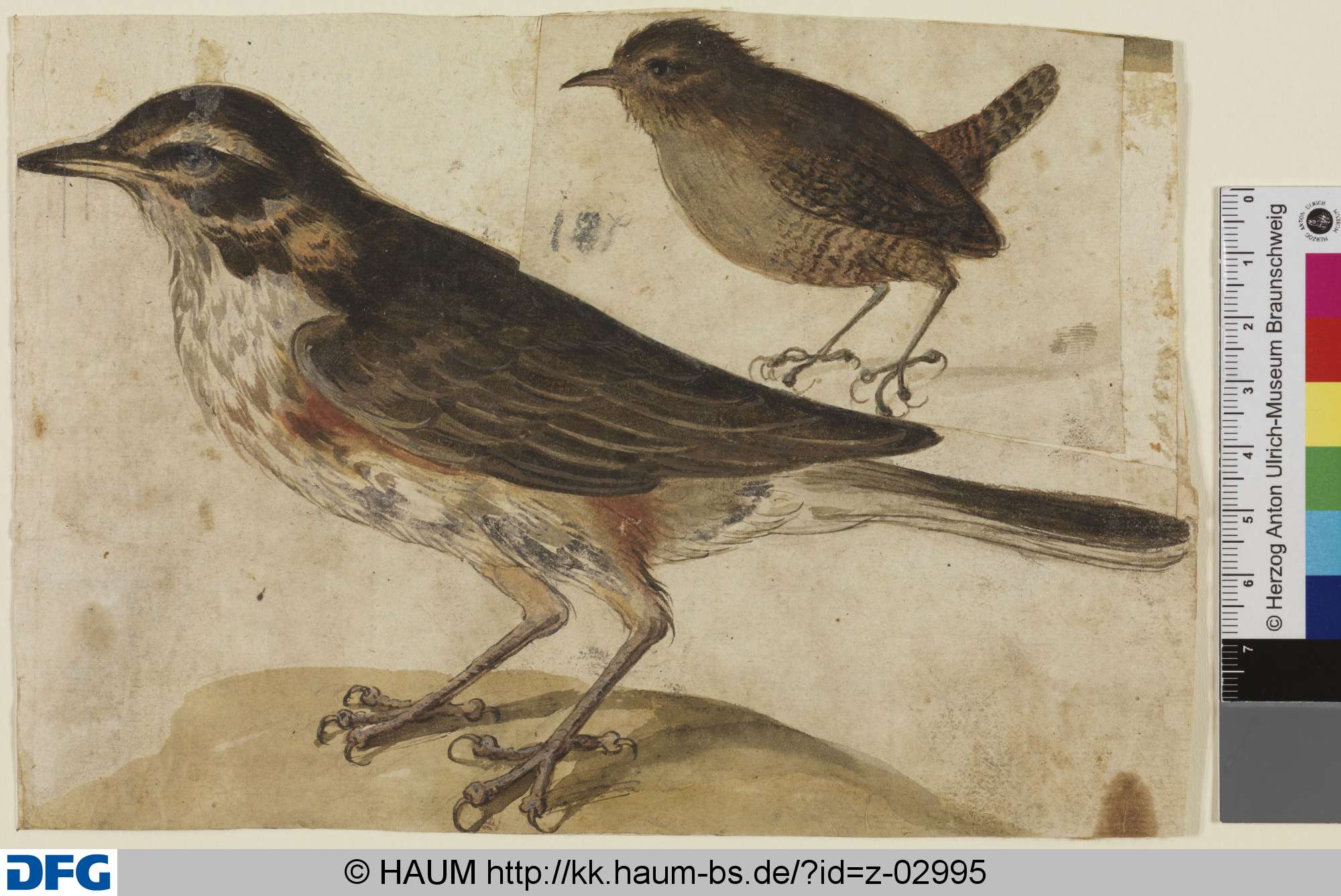 Zwei Vögel, 17th century