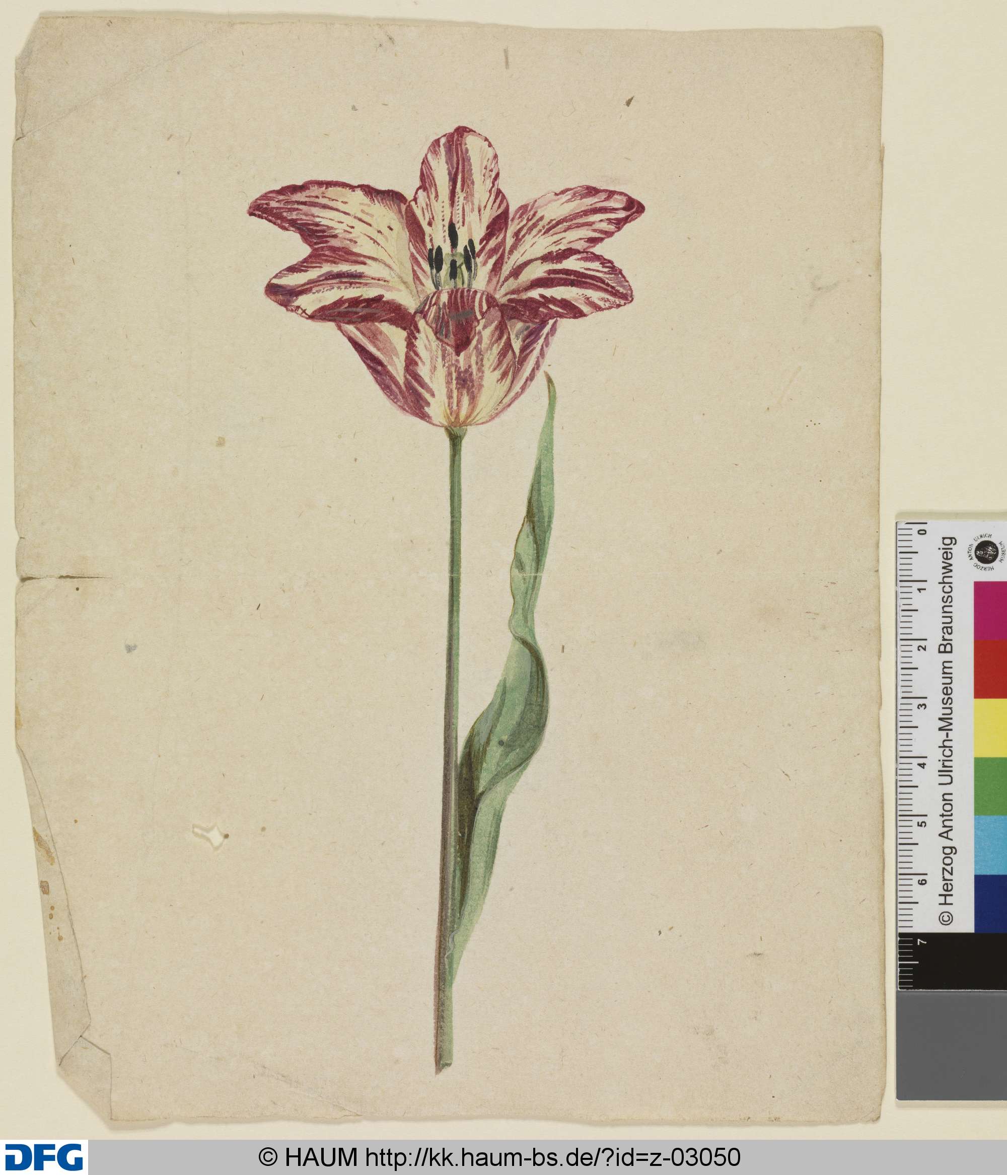 Tulpe
