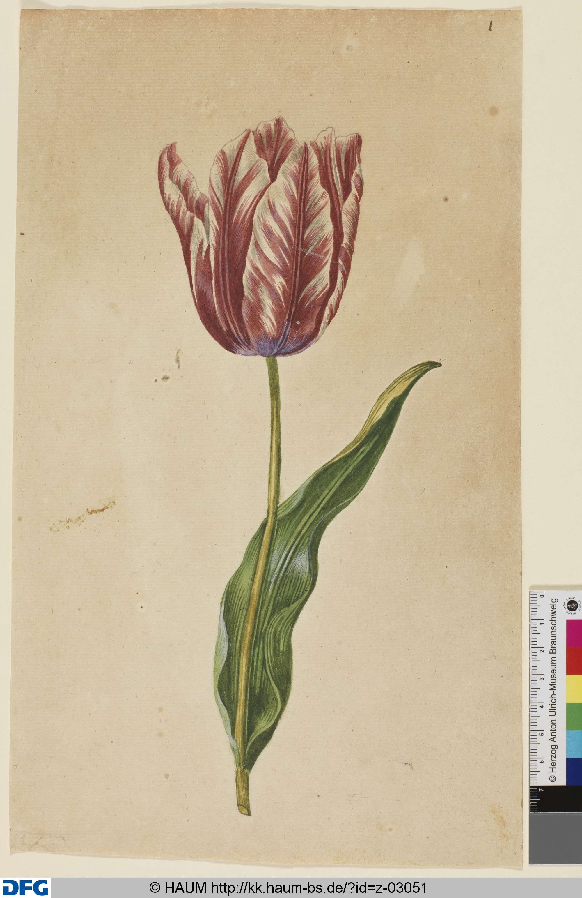 Tulpe