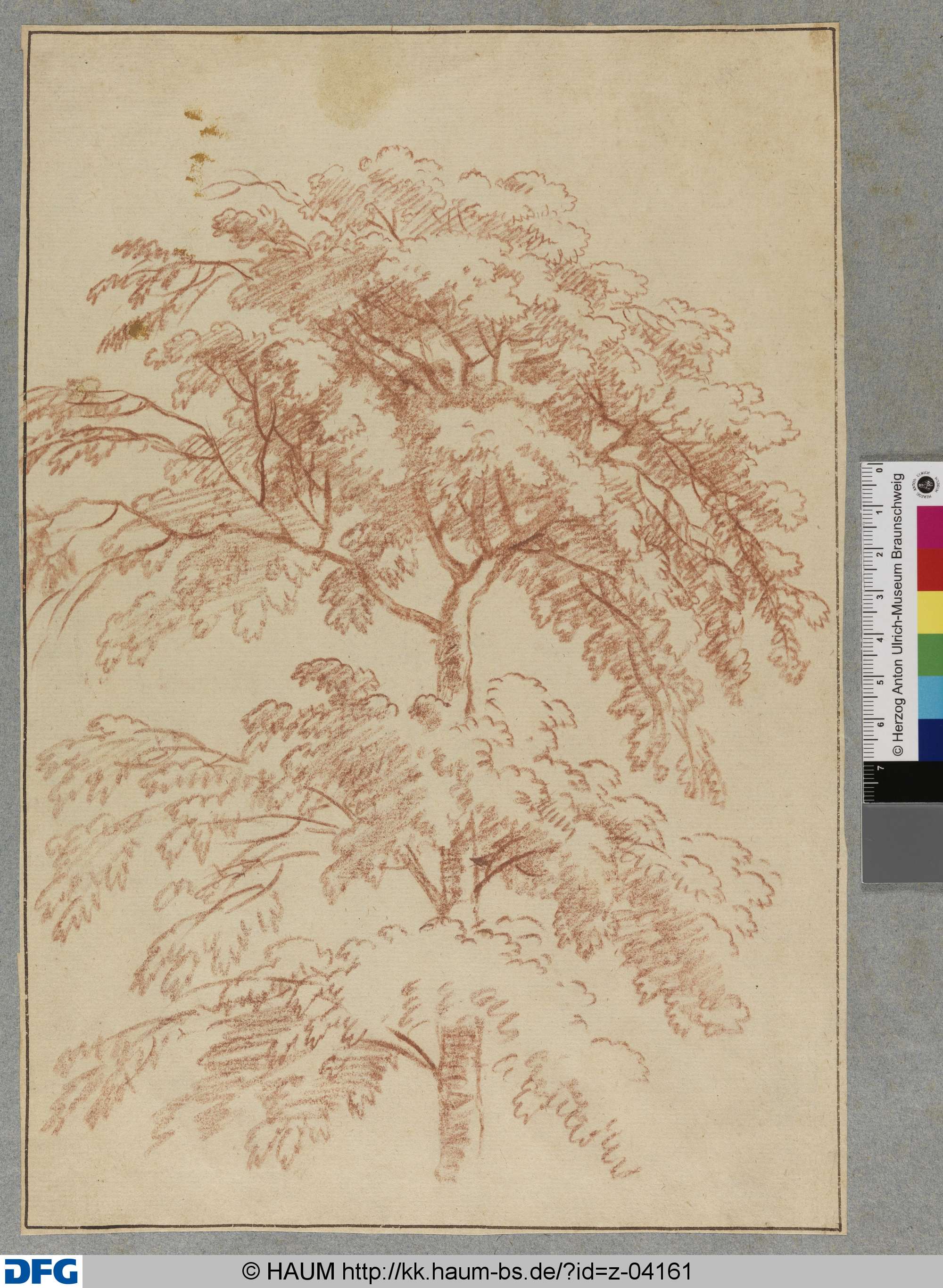 Baumstudie eines Laubbaums, Johann Oswald Harms, 1686–1708