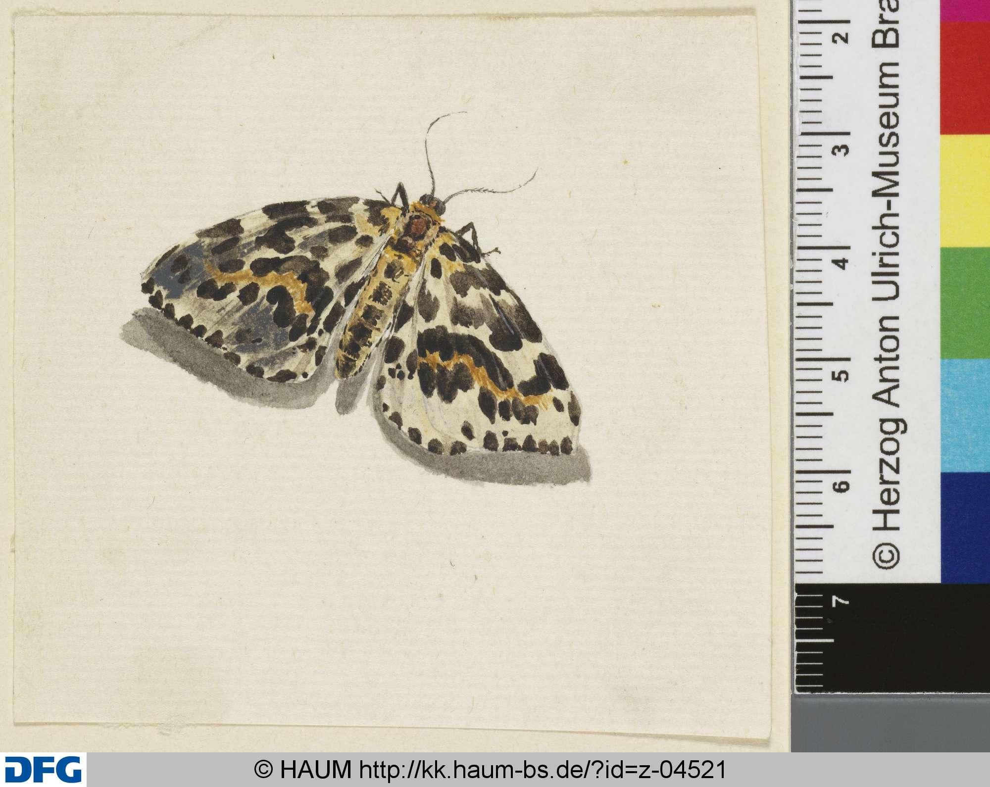 Schmetterling, 18th century