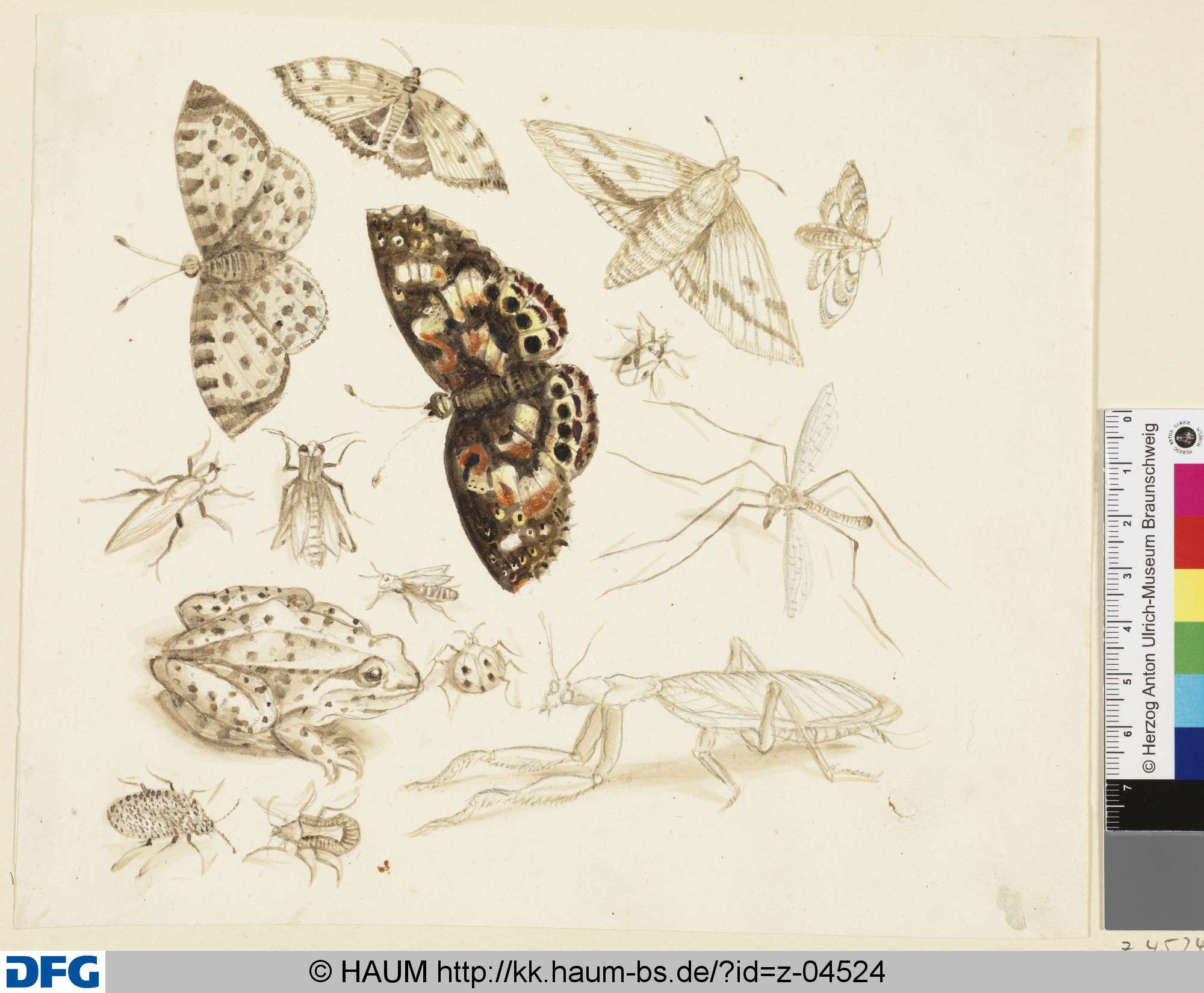 Verschiedene Insekten: Schmetterling, Heuschrecke..., 18th century
