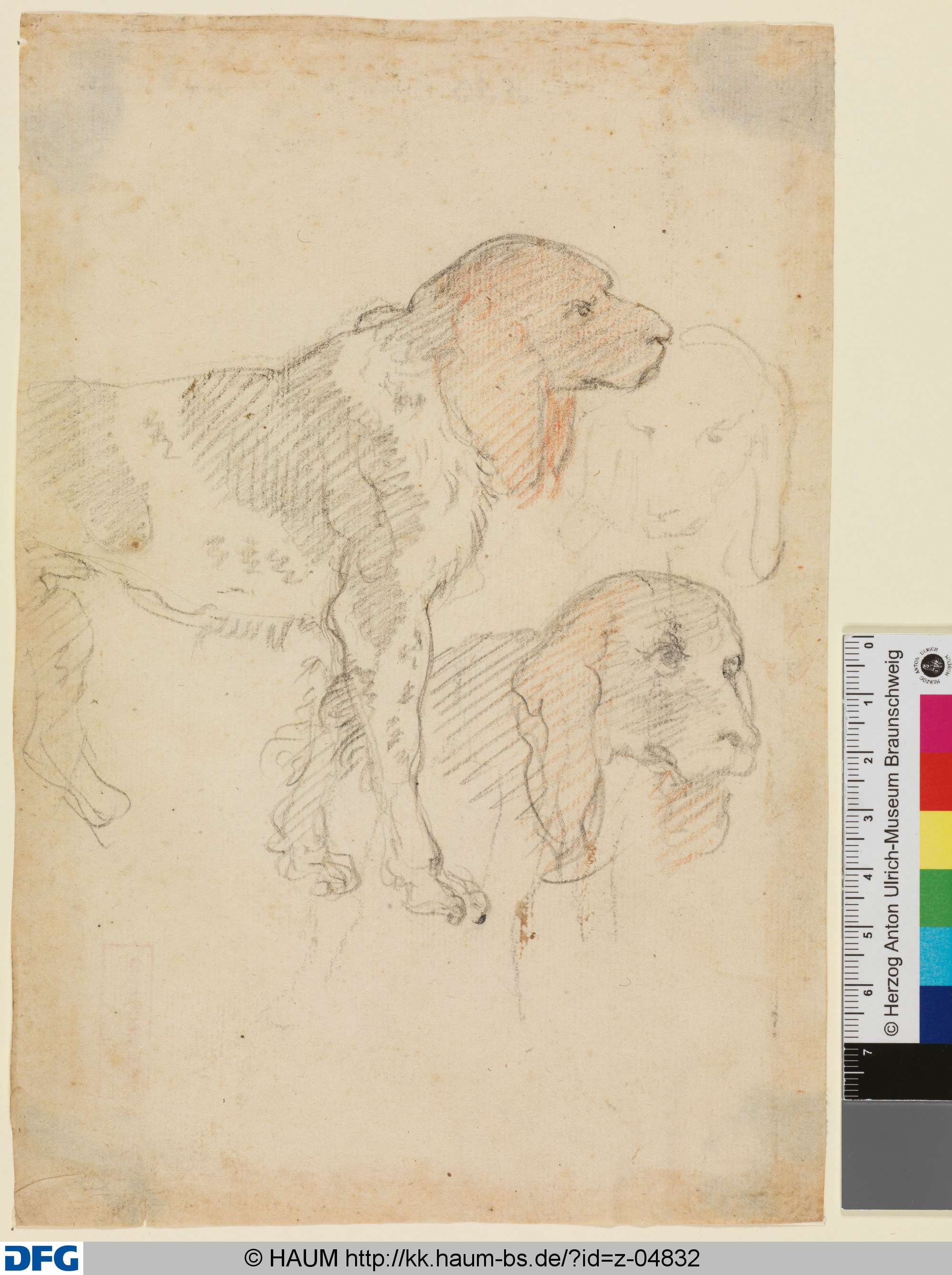 Drei Studien von (Jagd)Hunden (Münsterländer?)