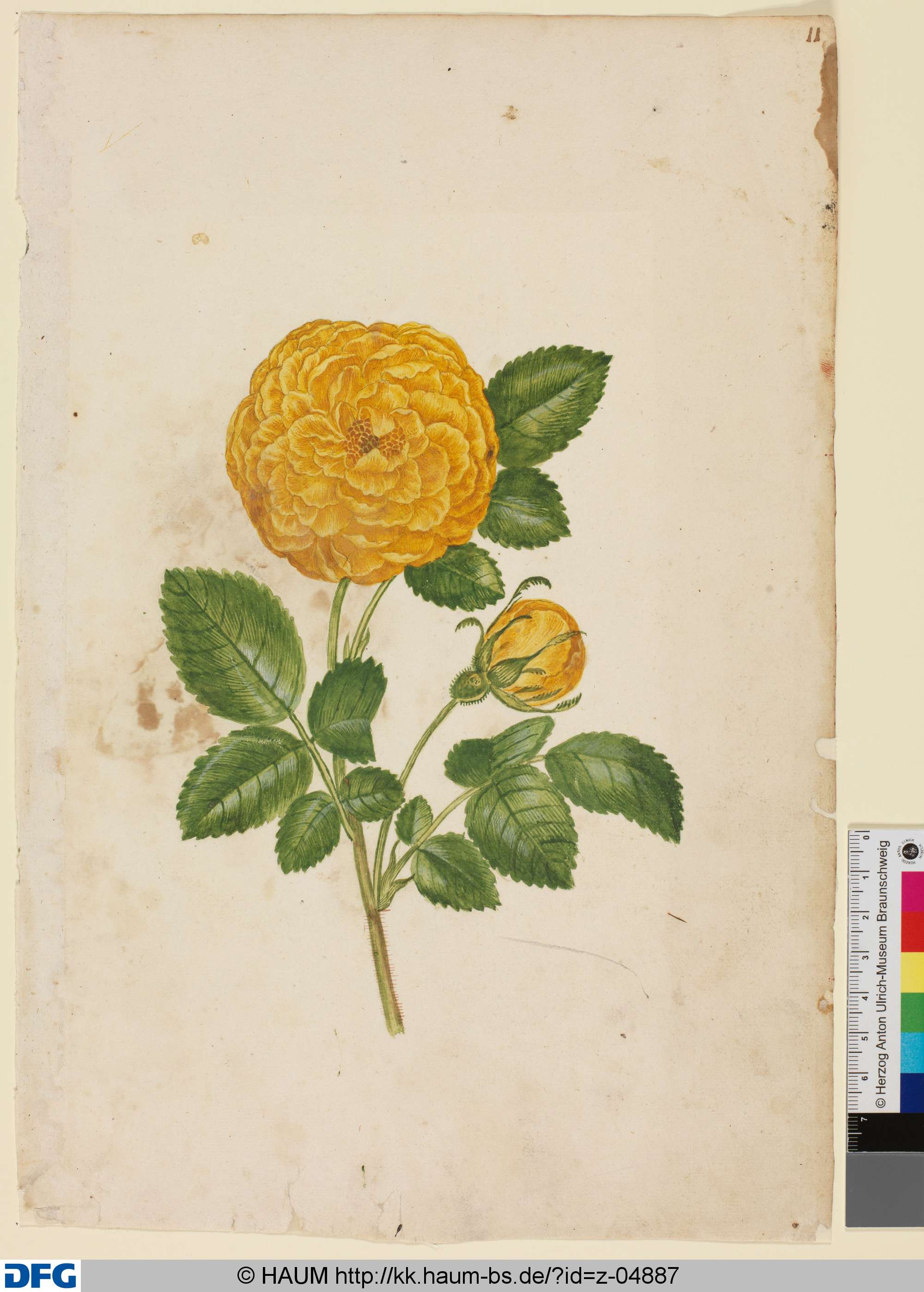 Rose mit gelben Blüten