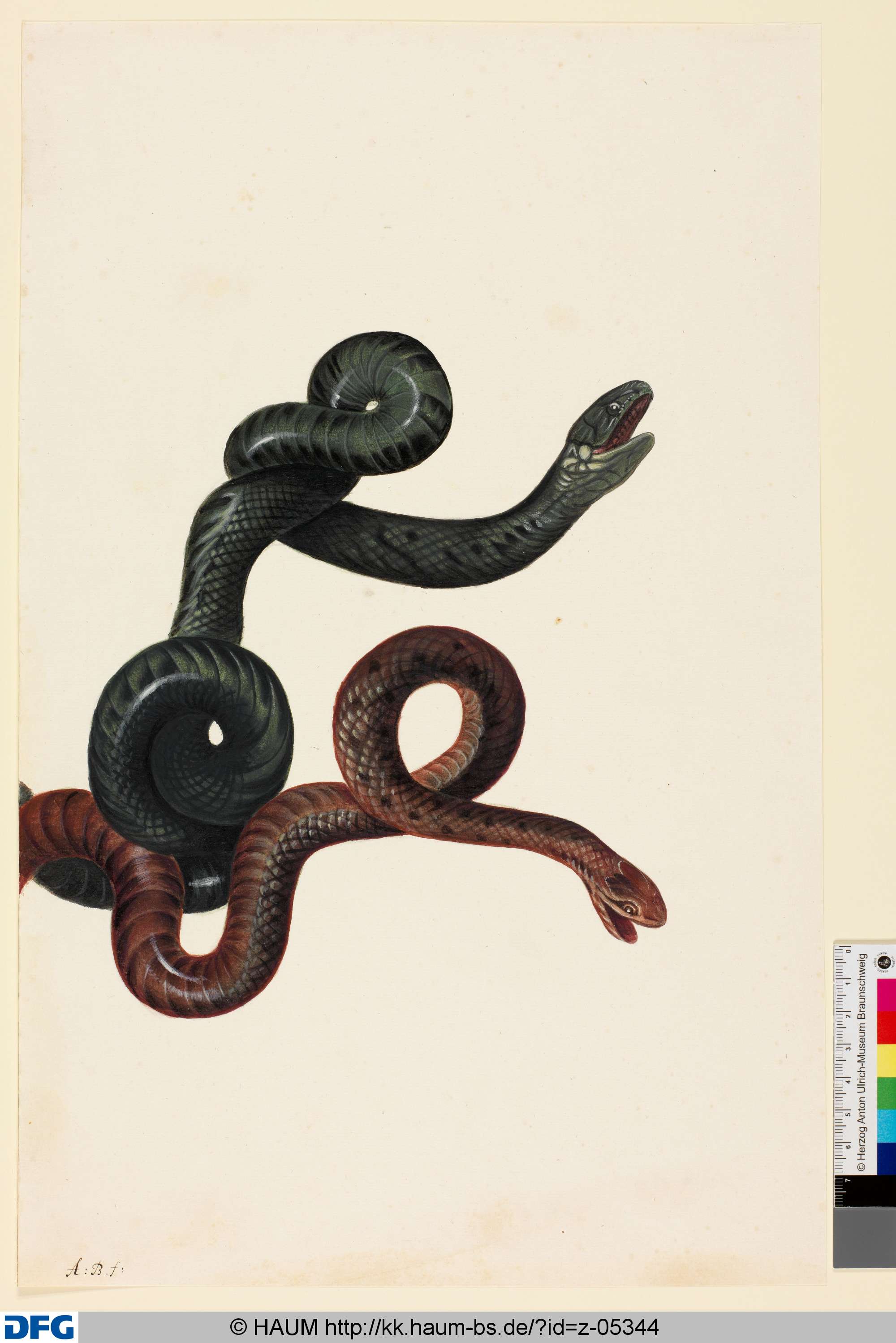 Zwei Schlangen, Monogrammist A.B., 1651–1700