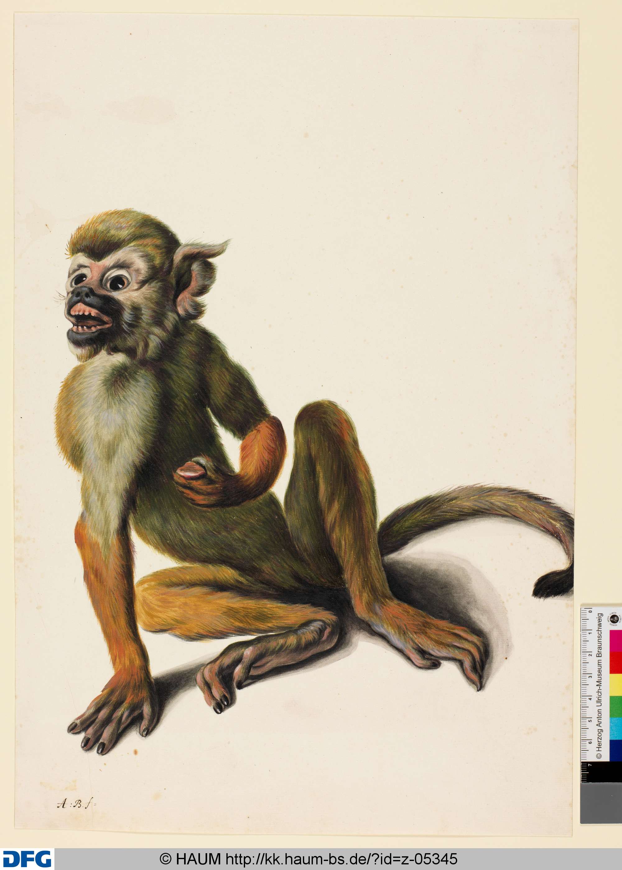 Totenkopfäffchen, eine Frucht haltend, nach links, Monogrammist A.B., 1651–1700